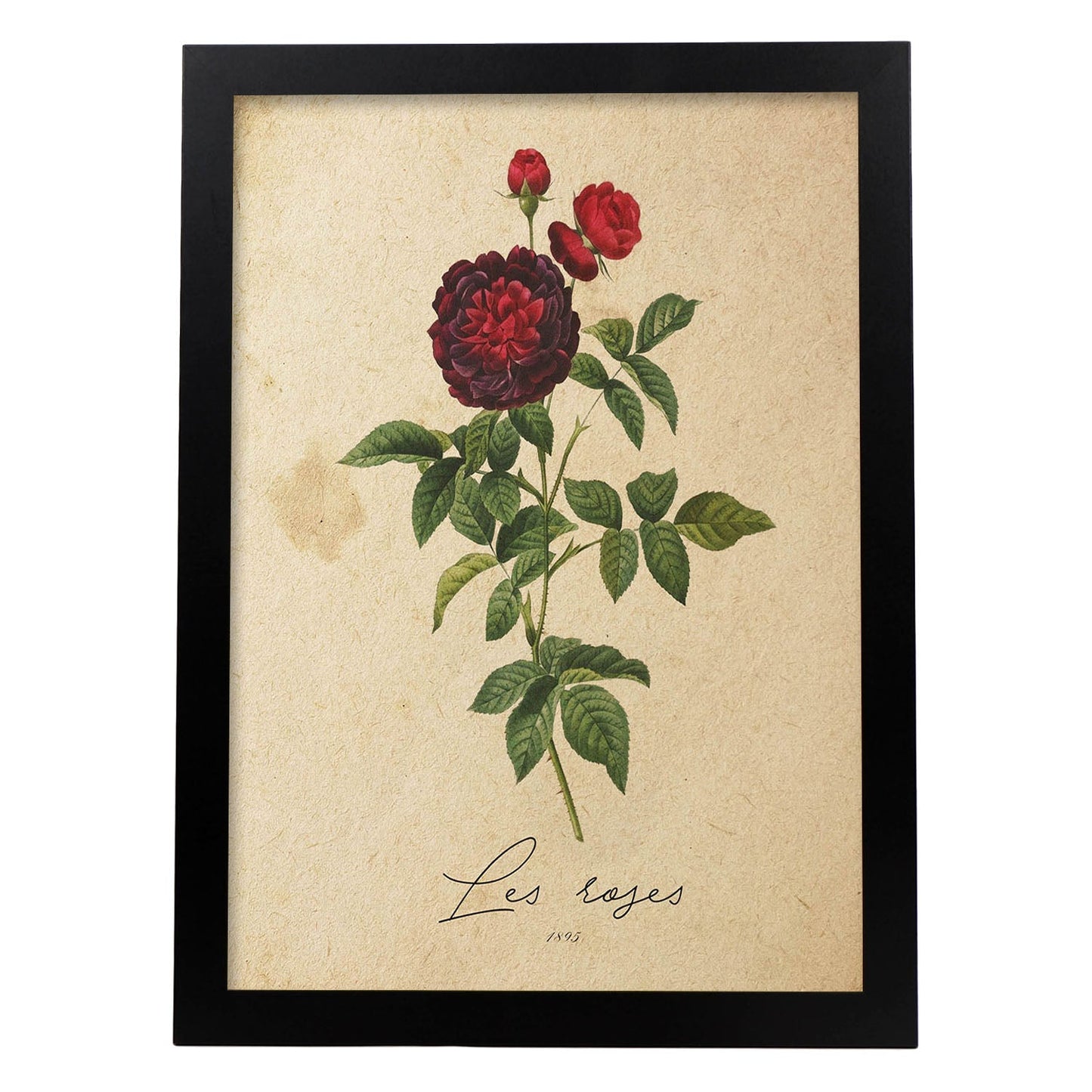Poster de flores vintage. Lámina Les Roses 2 con diseño vintage.-Artwork-Nacnic-A3-Marco Negro-Nacnic Estudio SL