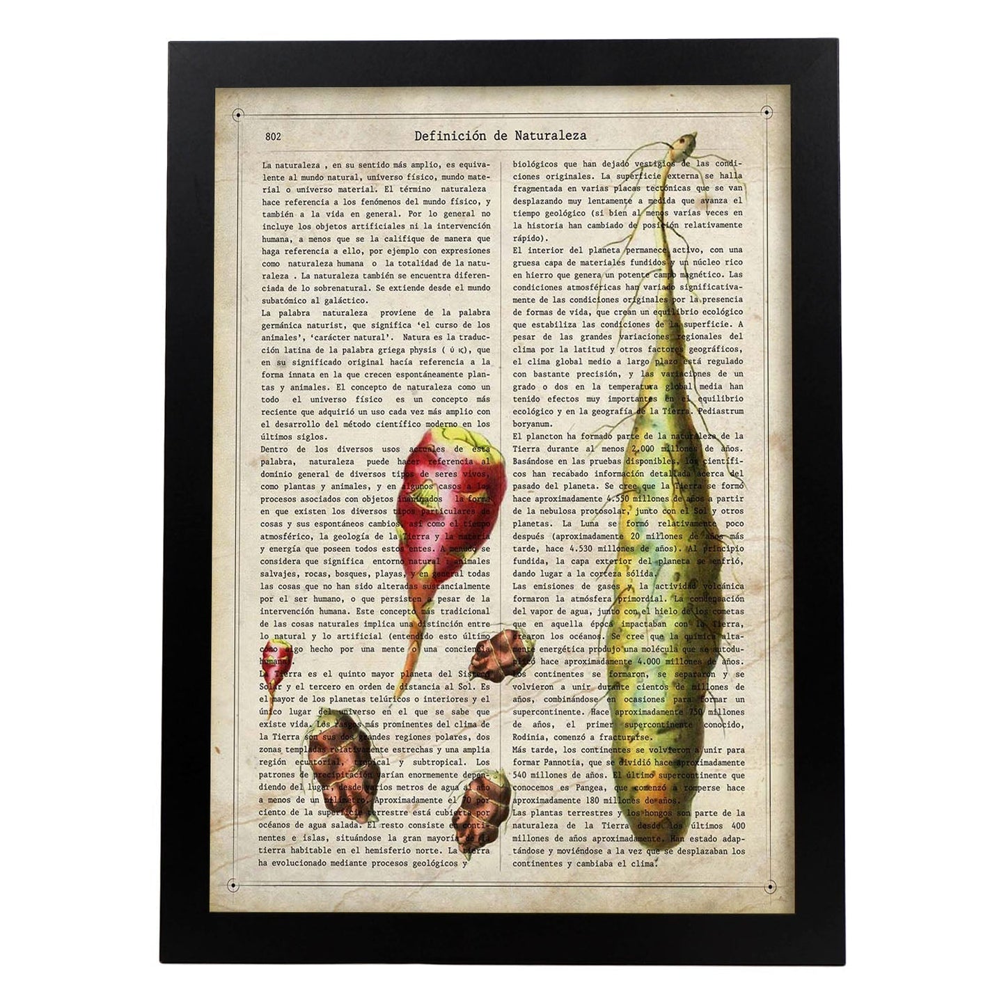 Poster de Patatas. Láminas de frutas y verduras con definiciones. Ilustraciones de alimentacion vegetariana.-Artwork-Nacnic-A4-Marco Negro-Nacnic Estudio SL
