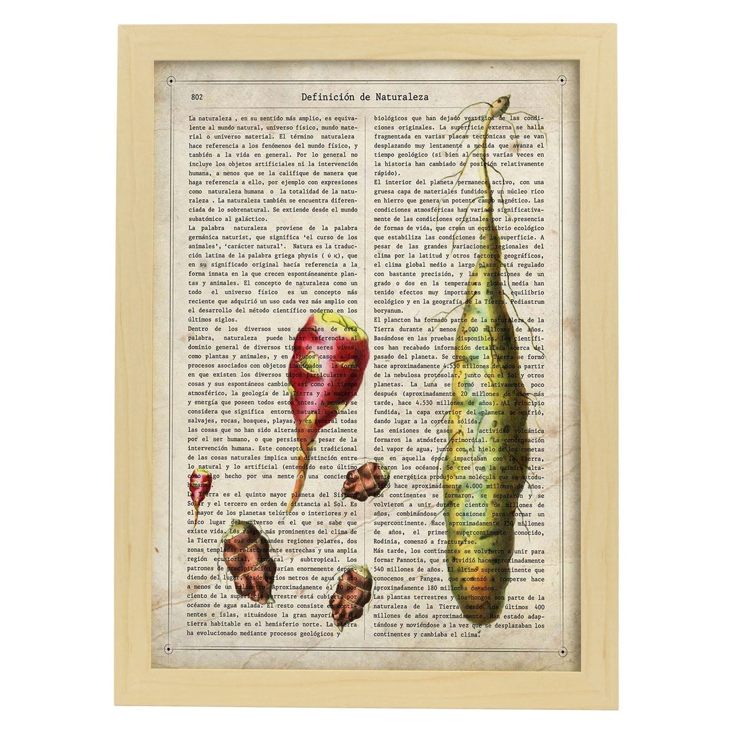 Poster de Patatas. Láminas de frutas y verduras con definiciones. Ilustraciones de alimentacion vegetariana.-Artwork-Nacnic-A4-Marco Madera clara-Nacnic Estudio SL