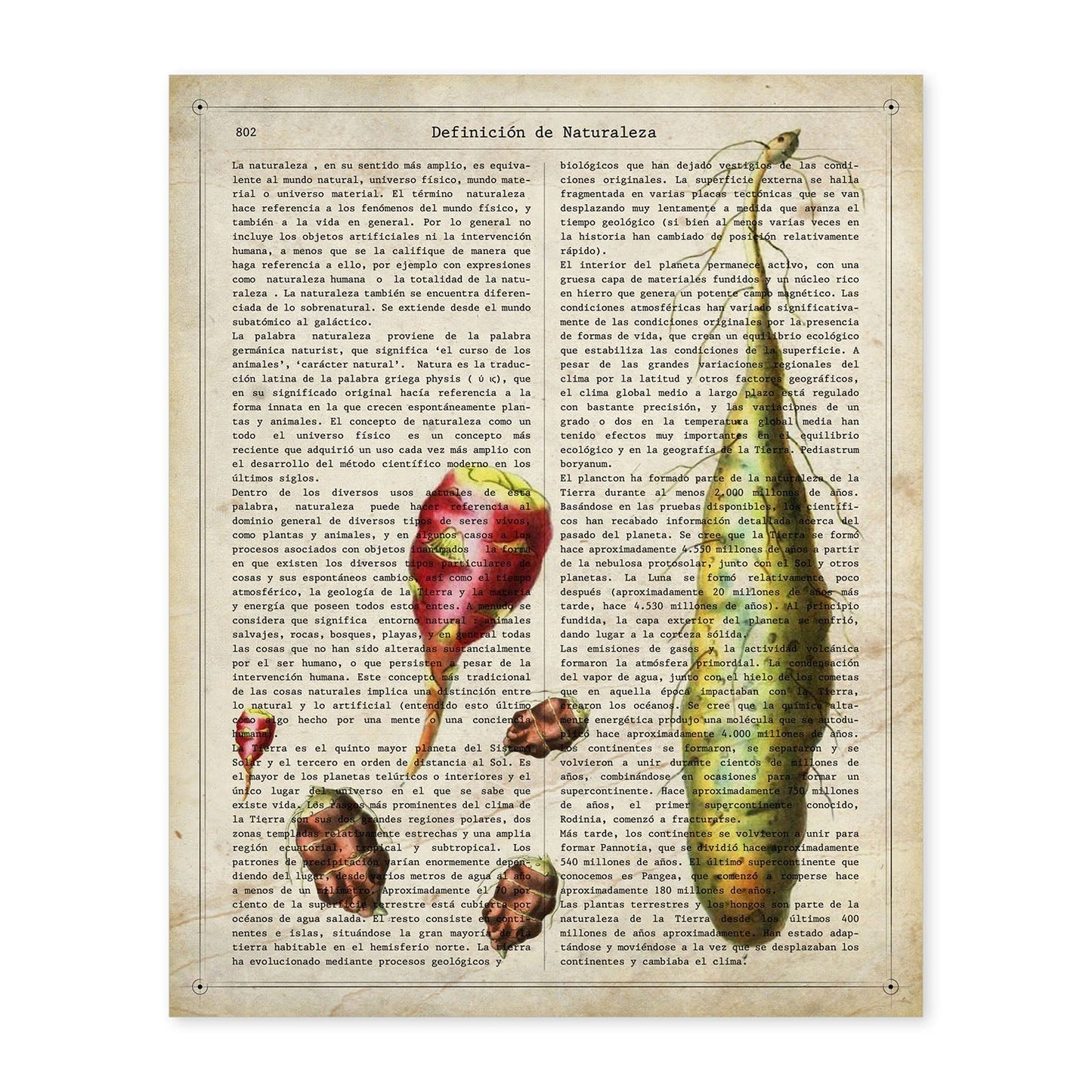 Poster de Patatas. Láminas de frutas y verduras con definiciones. Ilustraciones de alimentacion vegetariana.-Artwork-Nacnic-A4-Sin marco-Nacnic Estudio SL