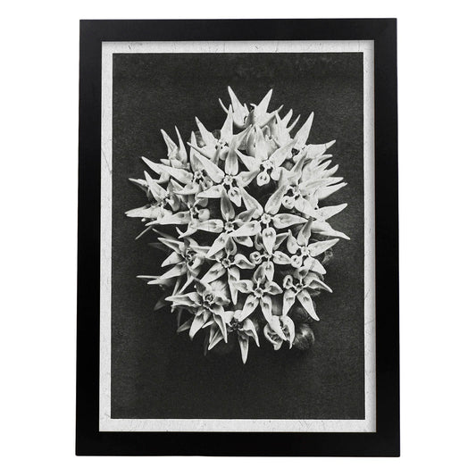 Lámina Planta blanco y negro 38. Pósters con ilustraciones de flores y plantas en tonos grises.-Artwork-Nacnic-A4-Marco Negro-Nacnic Estudio SL