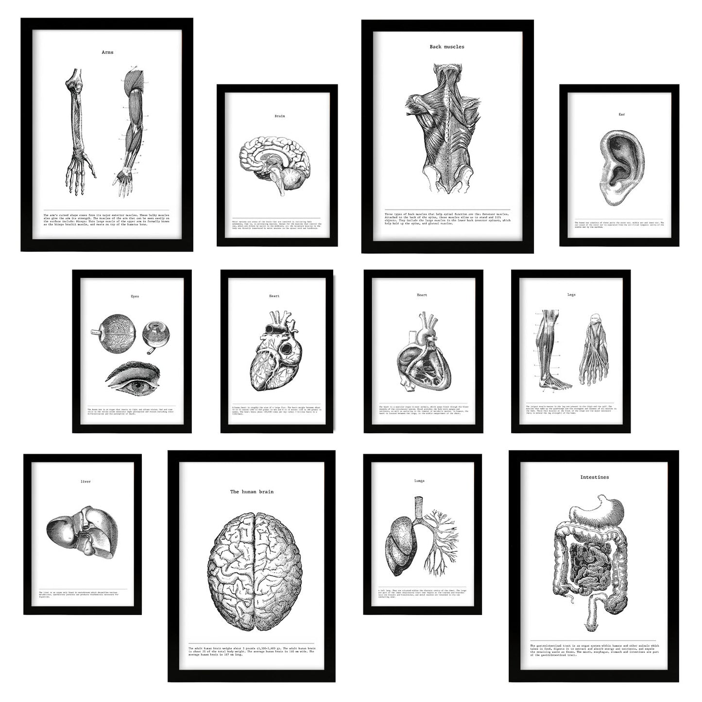 Conjunto de Impresiones de Órganos de Anatomía en Estilo Variado