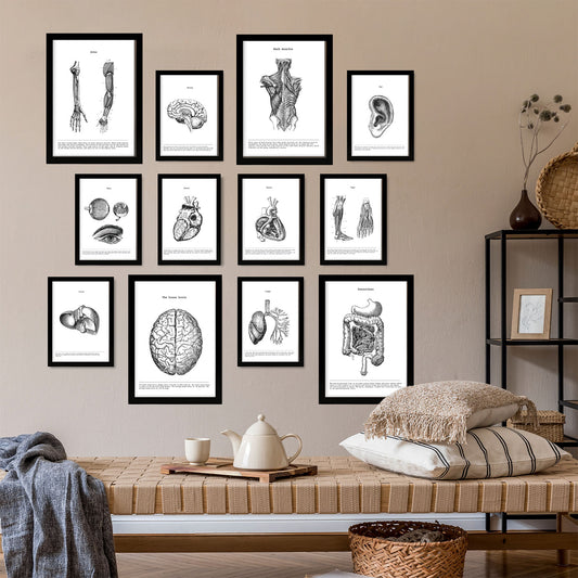 Conjunto de Impresiones de Órganos de Anatomía en Estilo Variado