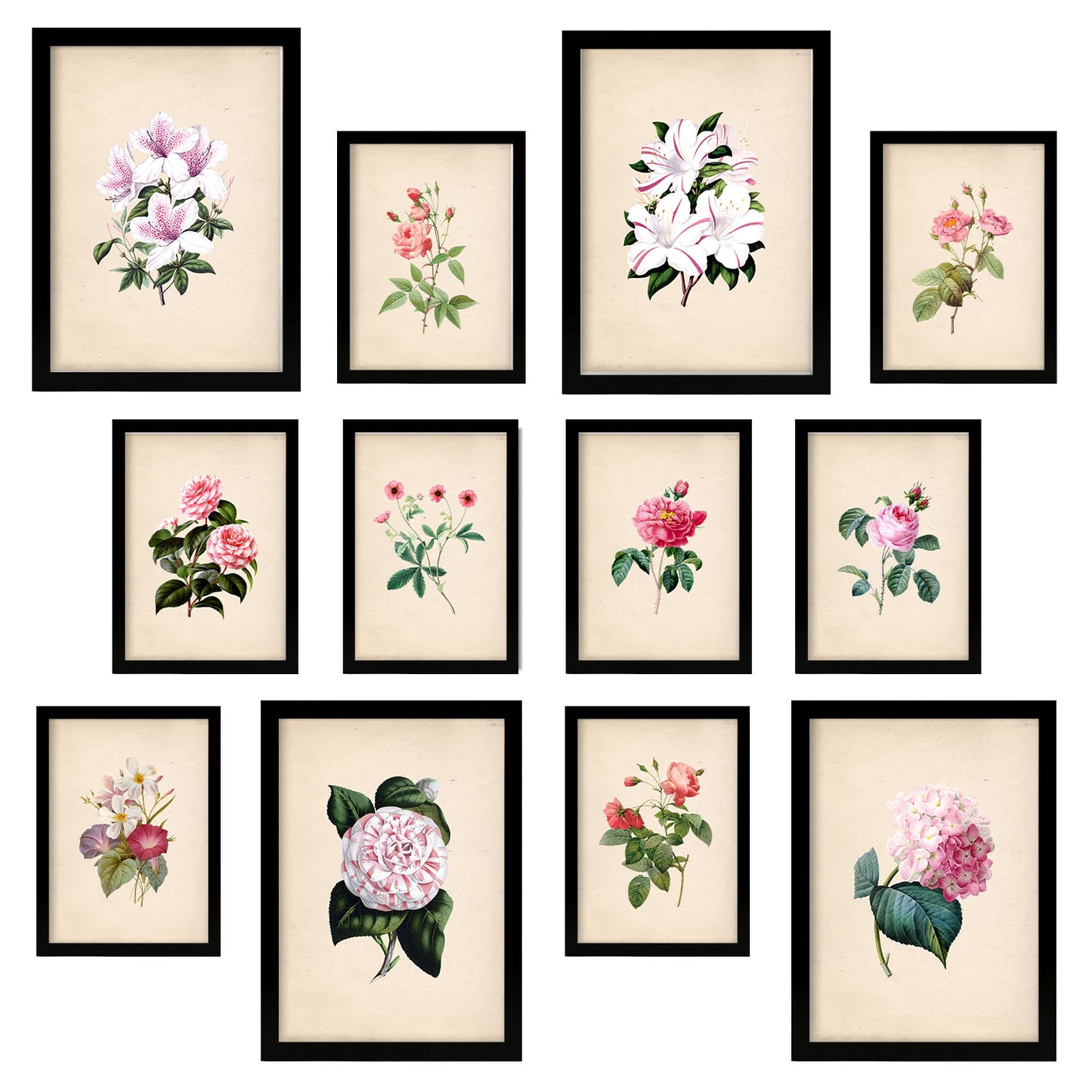 Conjunto de láminas de flores rosas exquisitas - 12 piezas