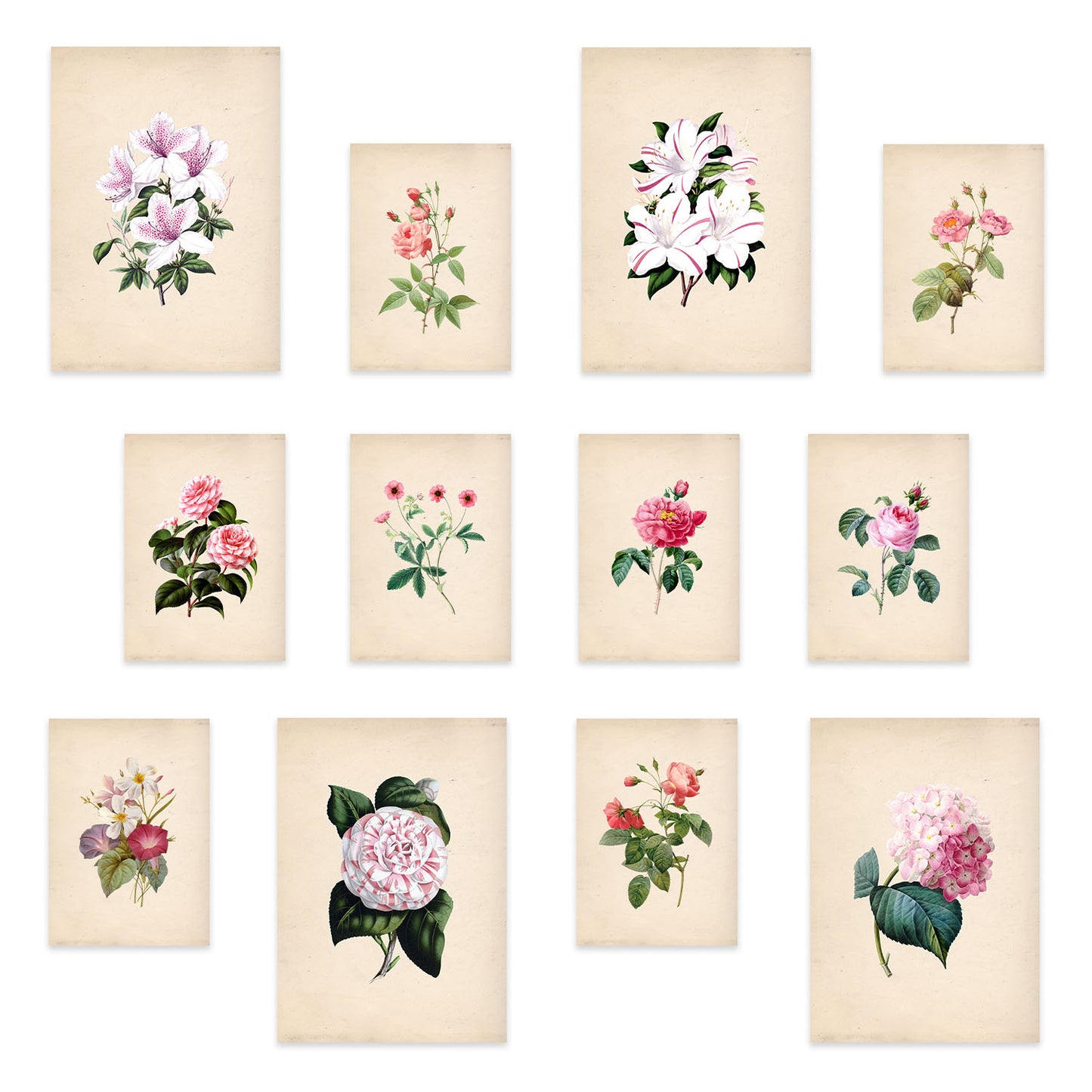 Conjunto de láminas de flores rosas exquisitas - 12 piezas