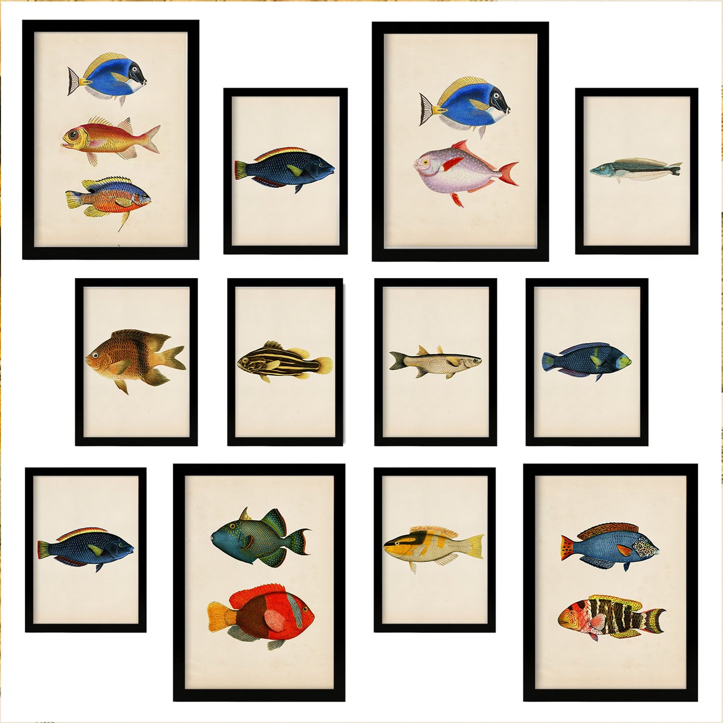 Conjunto de 12 Láminas Pez Vintage 1 - Estilo Mixto y Colores Vibrantes