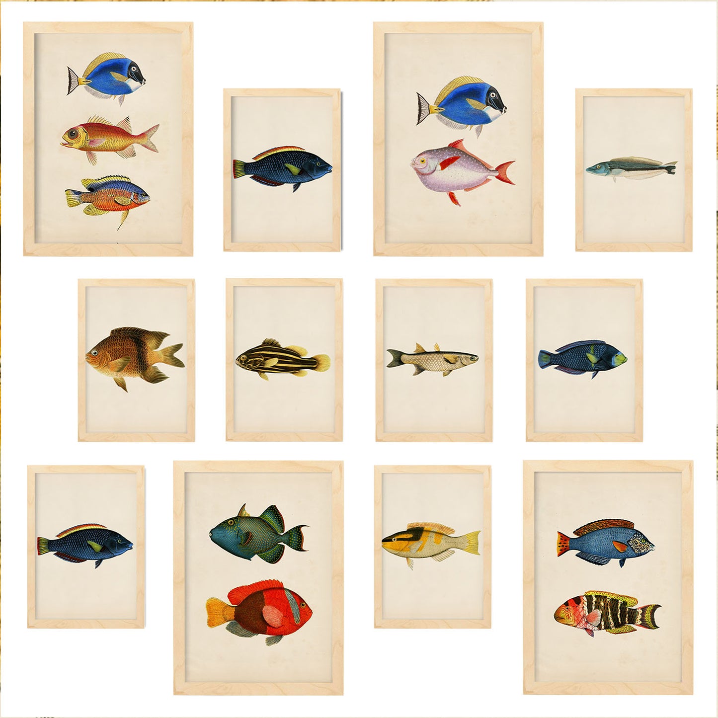 Conjunto de 12 Láminas Pez Vintage 1 - Estilo Mixto y Colores Vibrantes