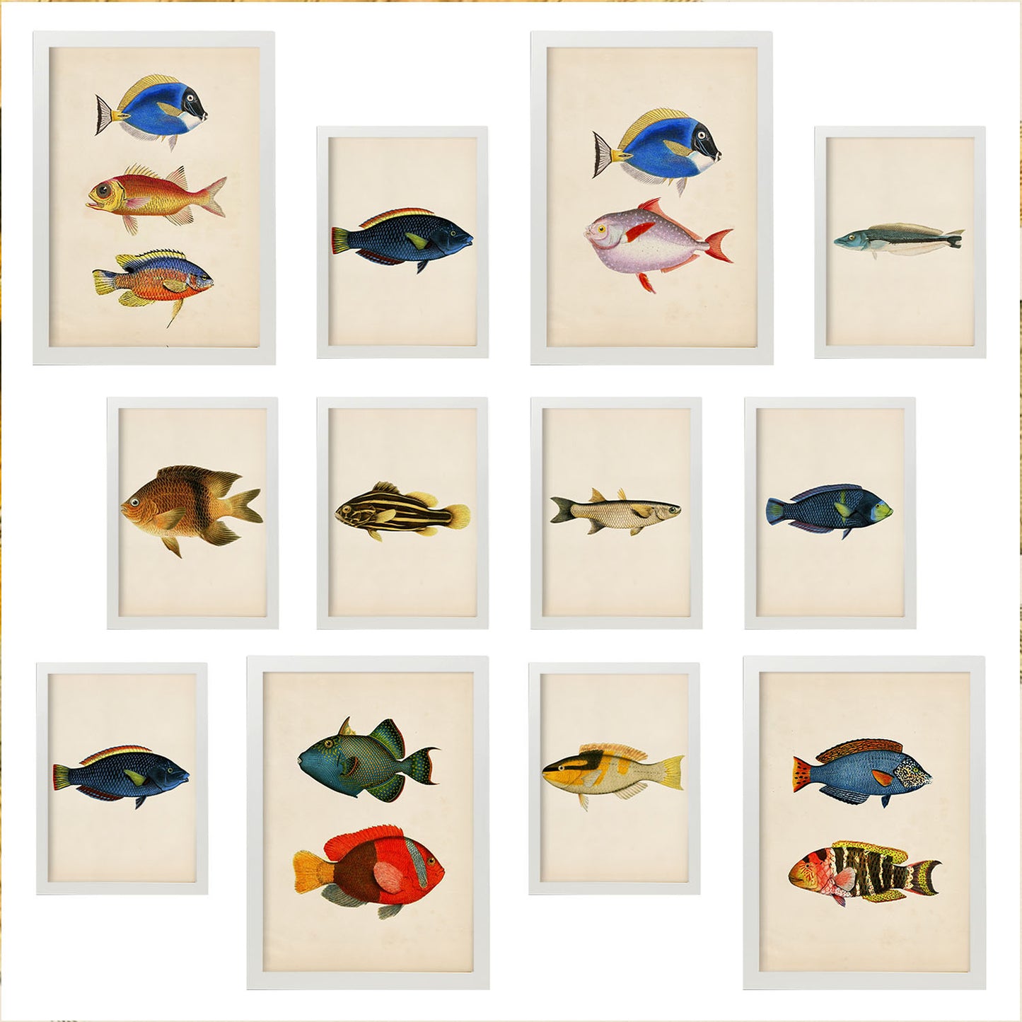 Conjunto de 12 Láminas Pez Vintage 1 - Estilo Mixto y Colores Vibrantes