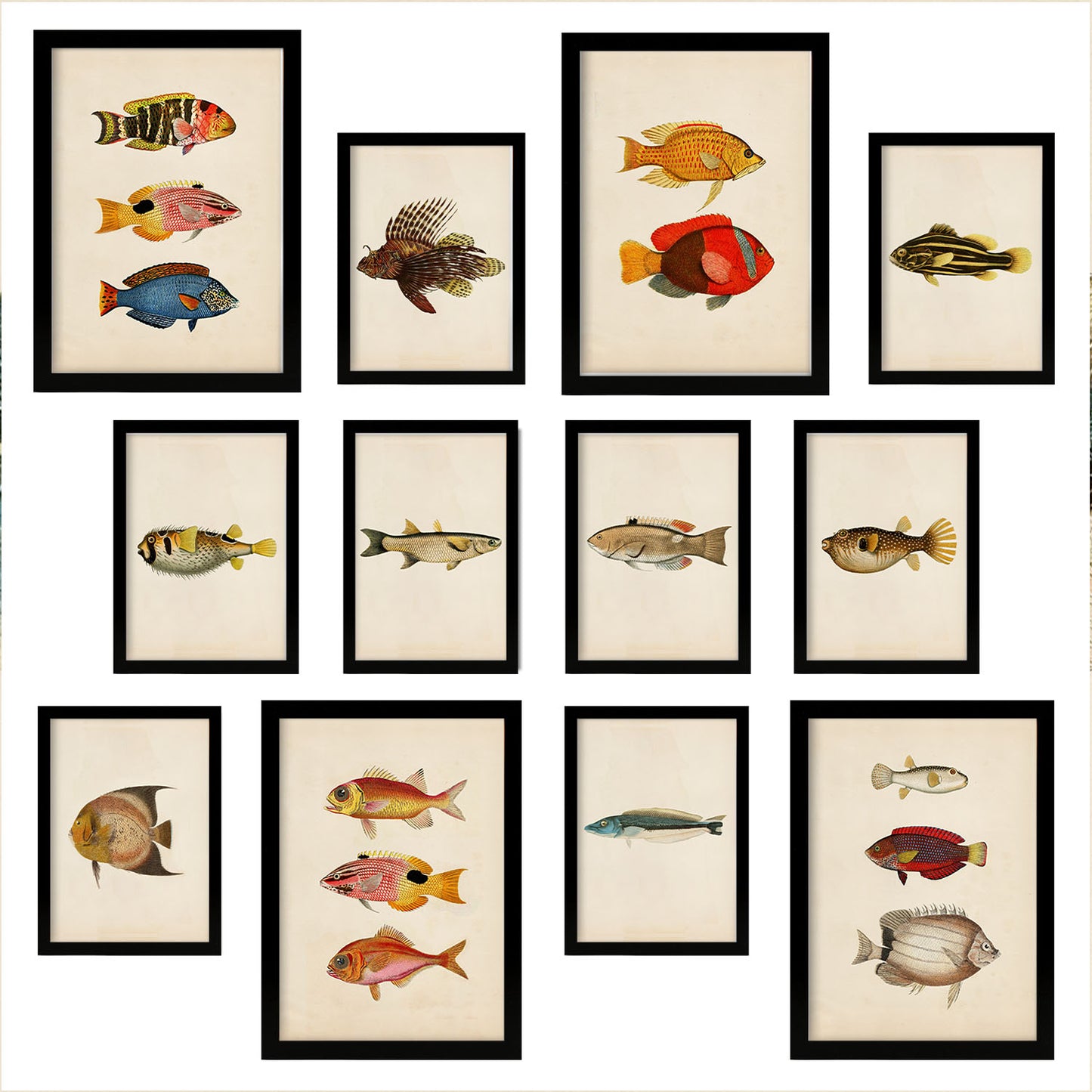 Conjunto Arte de Peces Vintage - Láminas Estilo Mixto