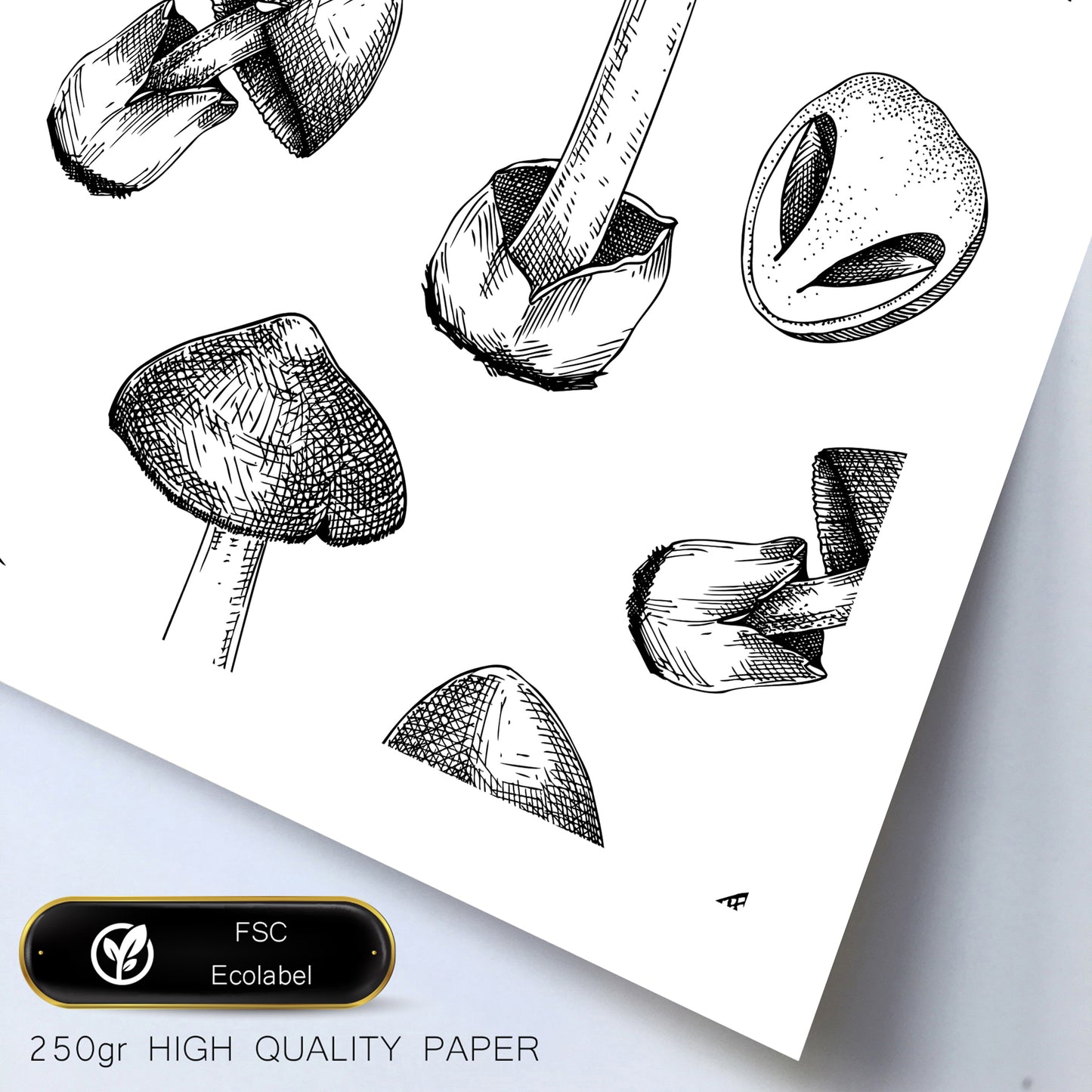 Composicion setas, ilustraciones