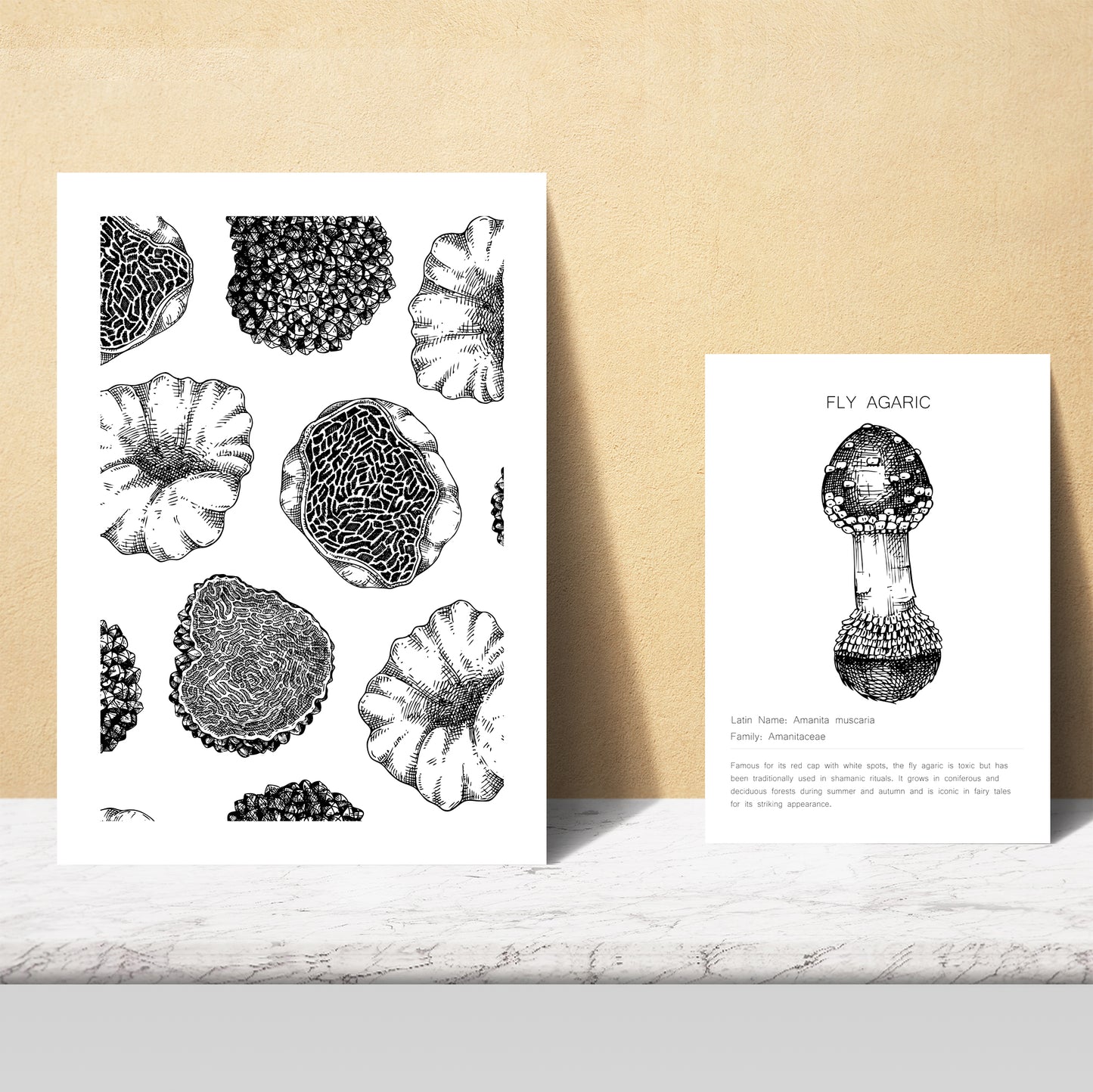 Composicion setas, ilustraciones