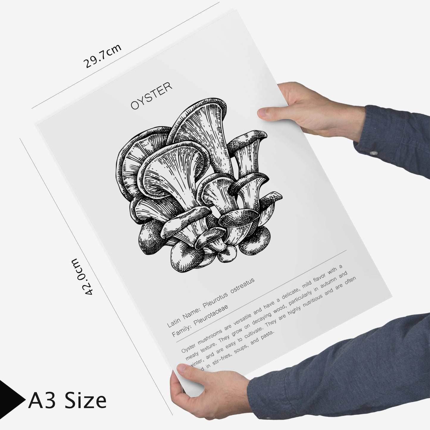 Composicion setas, ilustraciones