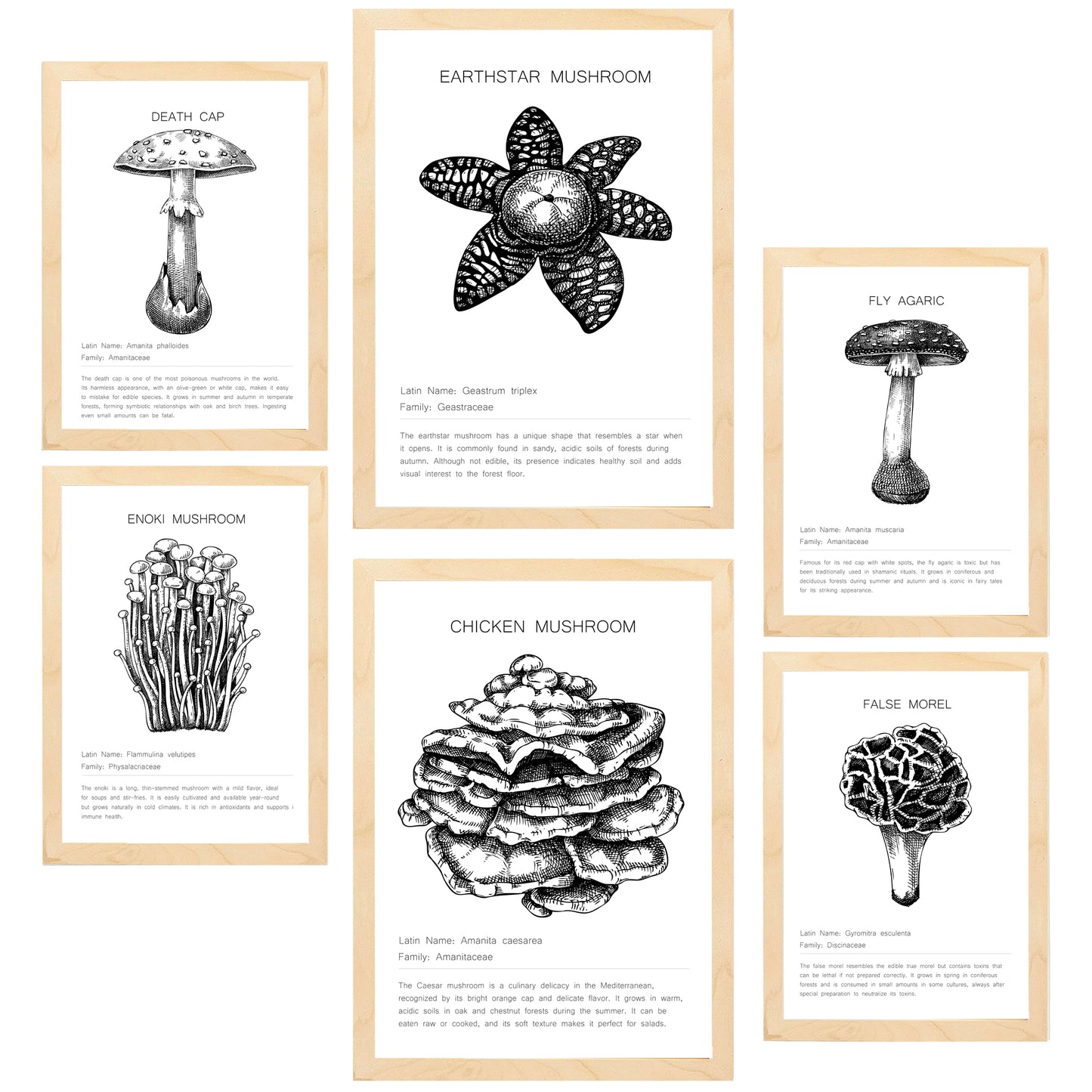 Composicion familias de setas blanco y negro