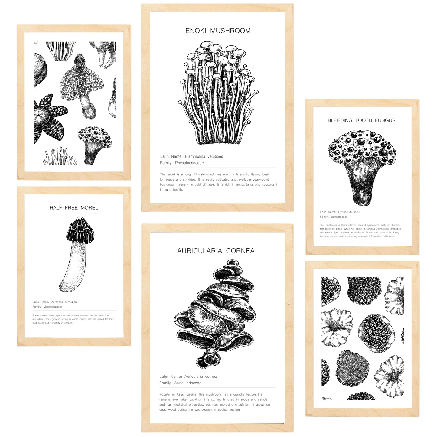 Composicion setas y homgos blanco y negro