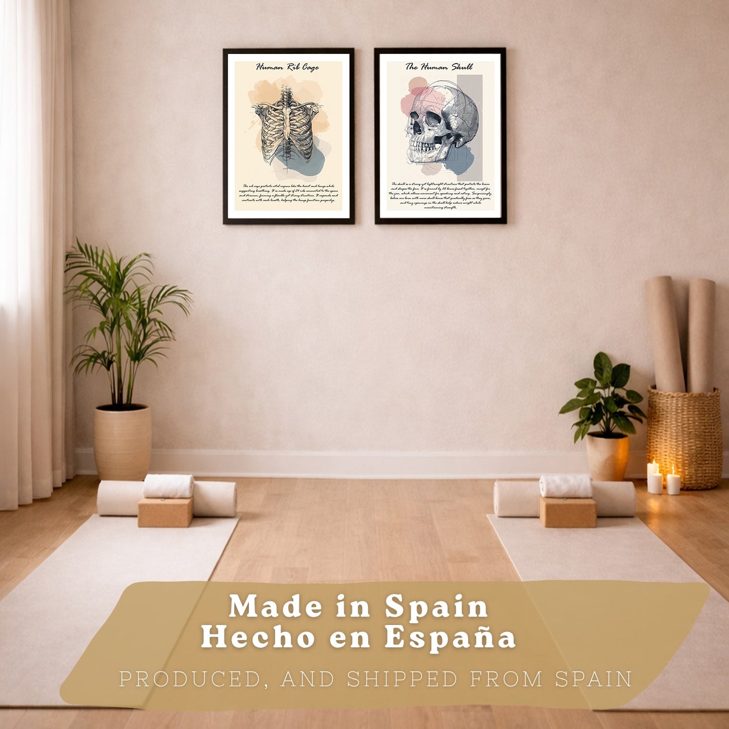 Set 2 Posters de Anatomía Humana Láminas Educativas de Esqueleto Costillas y Cráneo Decoración Clínica Oficina