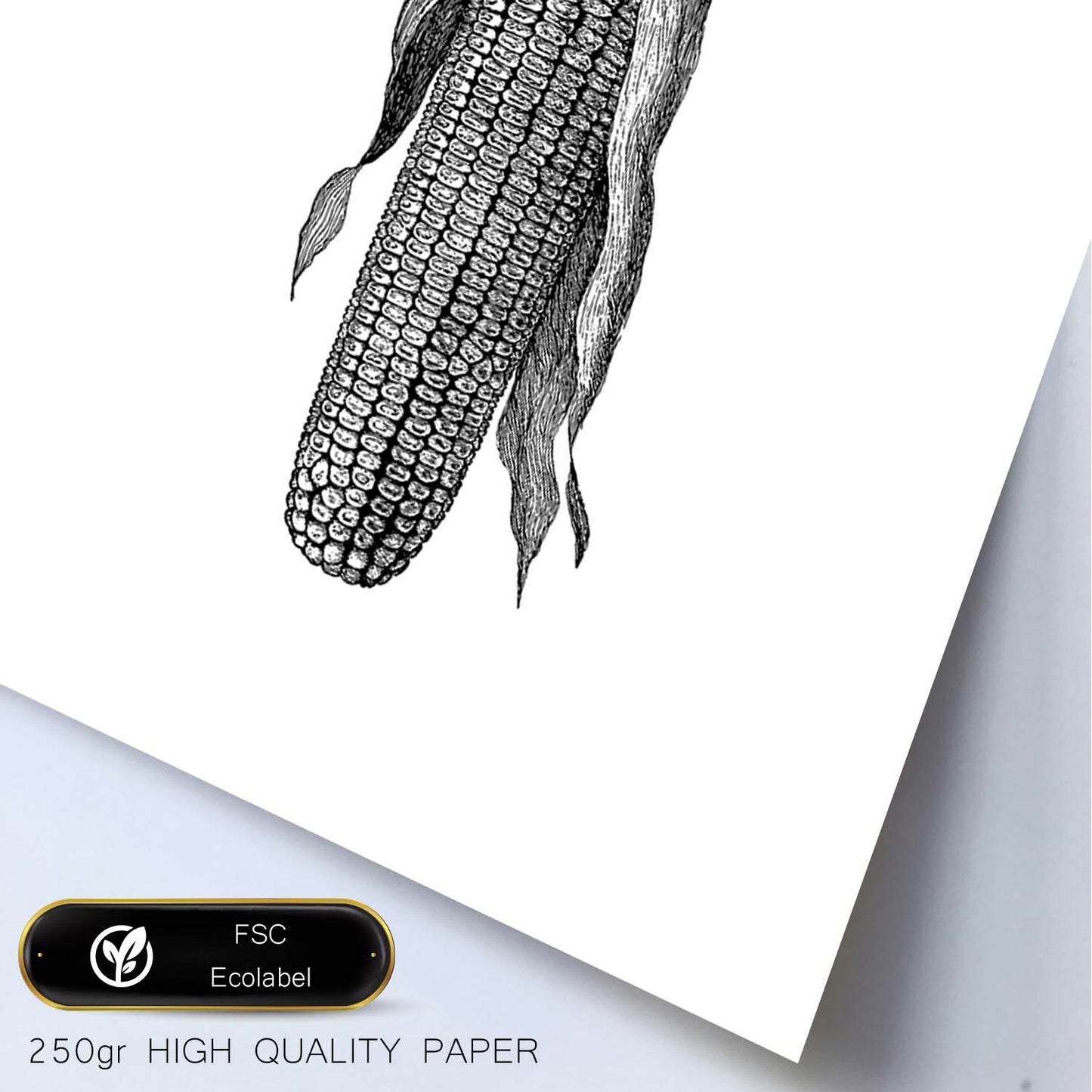 Poster de Sweet corn. Láminas de frutas y verduras en inglés.-Artwork-Nacnic-Nacnic Estudio SL