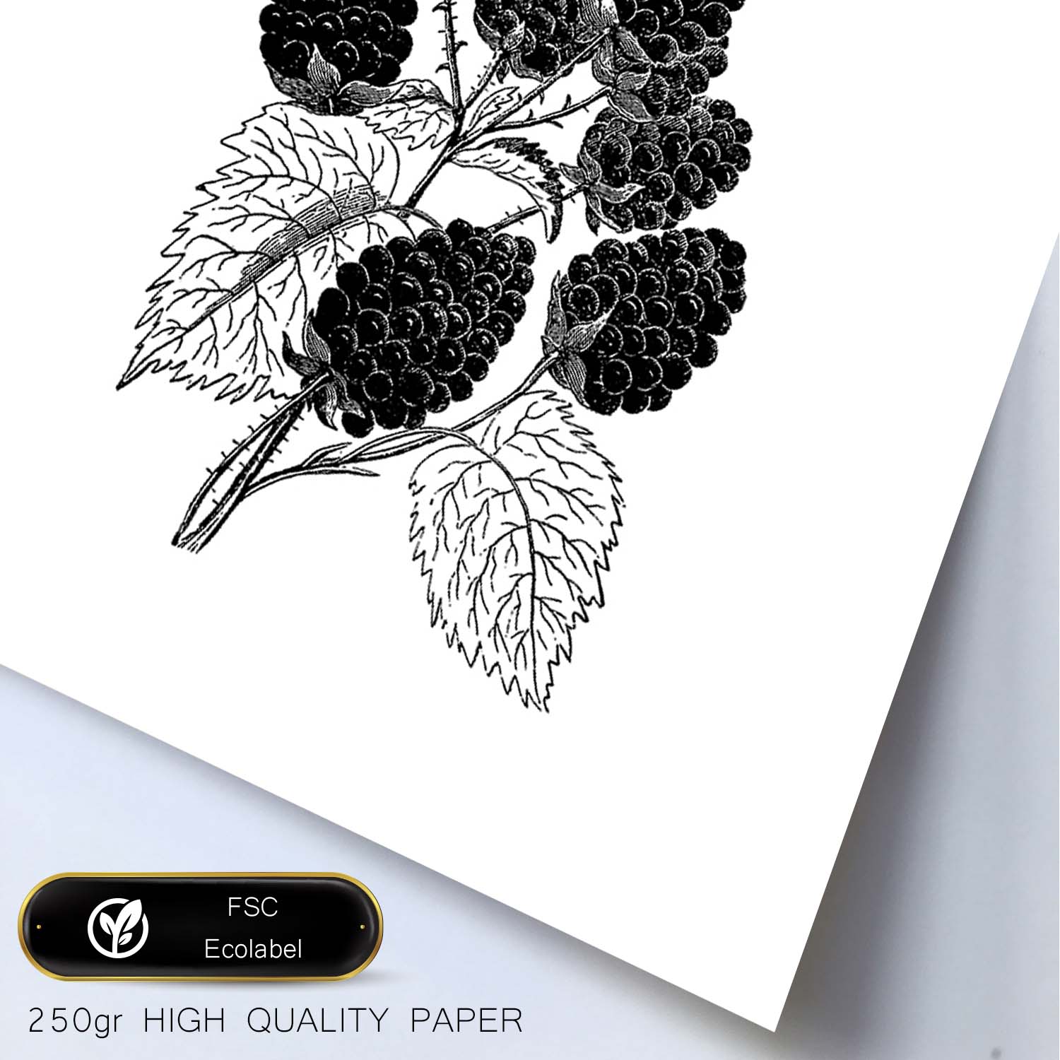 Poster de Moras. Láminas de frutas y verduras.-Artwork-Nacnic-Nacnic Estudio SL