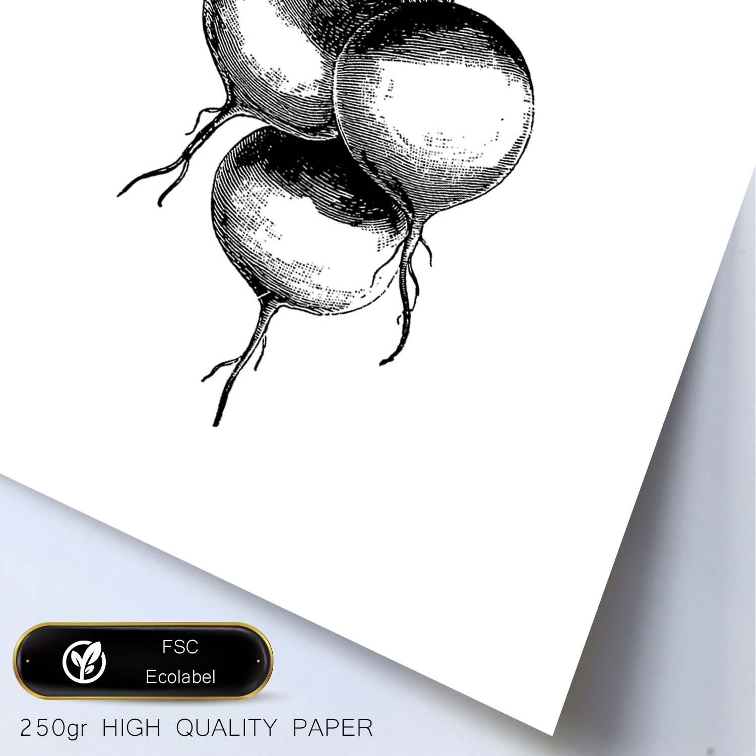 Poster de Radish. Láminas de frutas y verduras en inglés.-Artwork-Nacnic-Nacnic Estudio SL