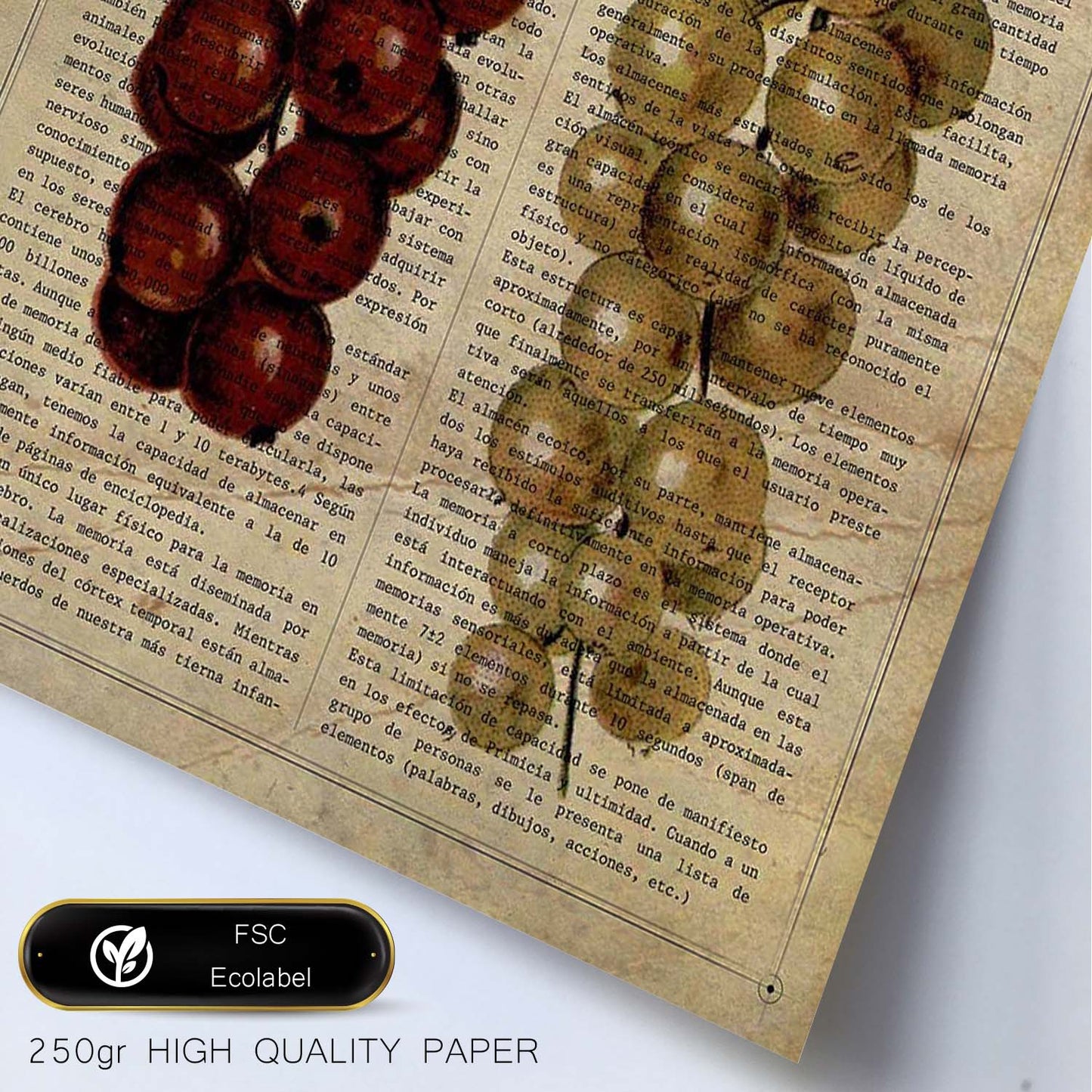 Poster de Uvas. Láminas de frutas y verduras con definiciones. Ilustraciones de alimentacion vegetariana.-Artwork-Nacnic-Nacnic Estudio SL