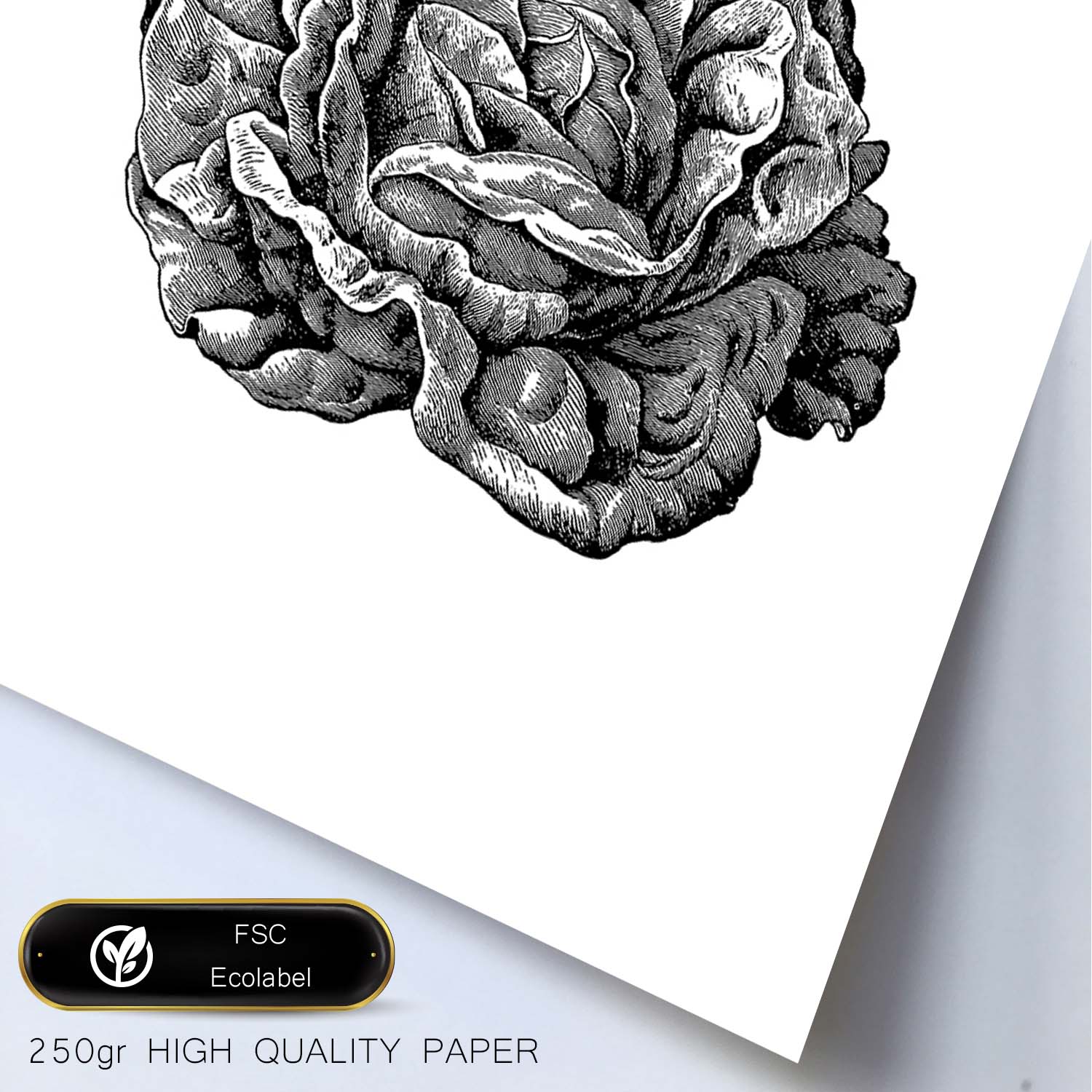 Poster de Lechuga. Láminas de frutas y verduras.-Artwork-Nacnic-Nacnic Estudio SL