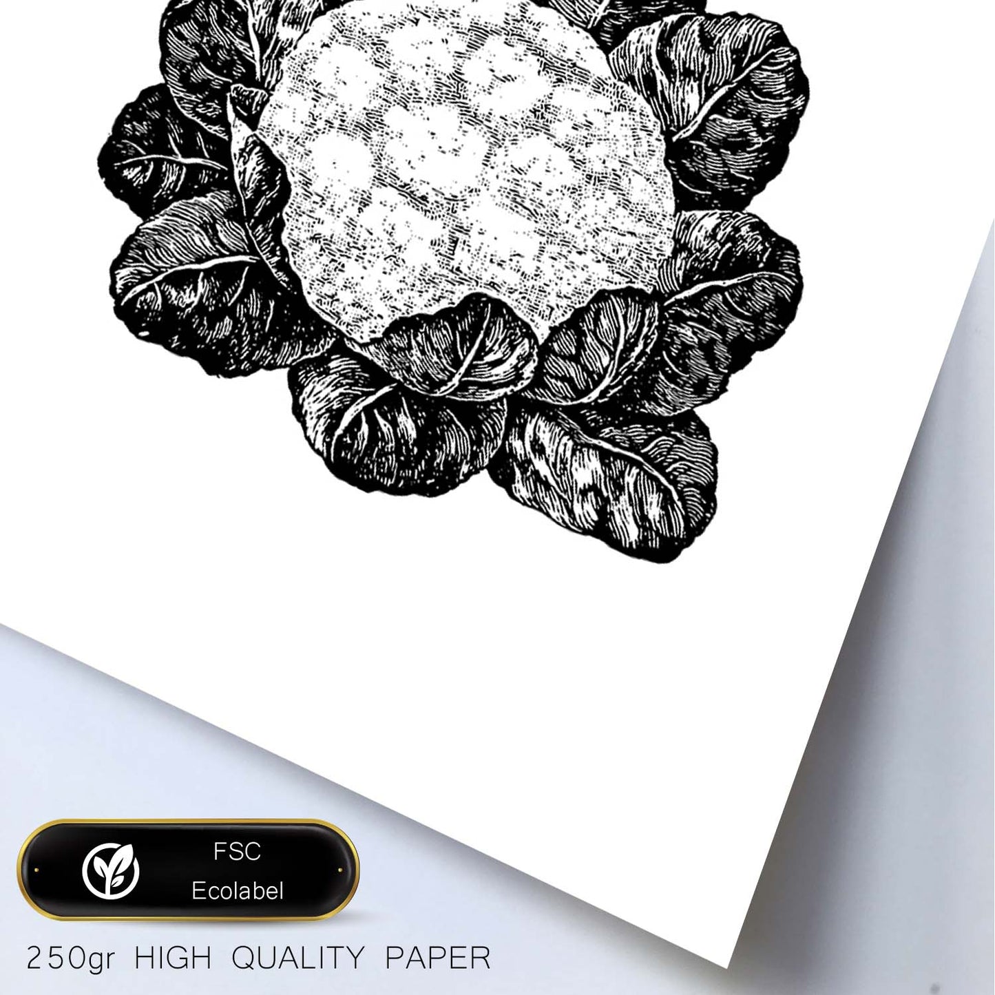 Poster de Coliflor. Láminas de frutas y verduras.-Artwork-Nacnic-Nacnic Estudio SL
