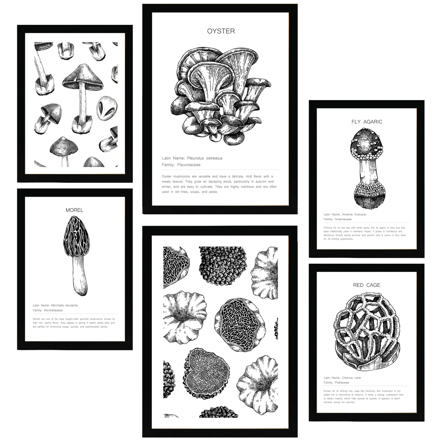 Composicion setas, ilustraciones