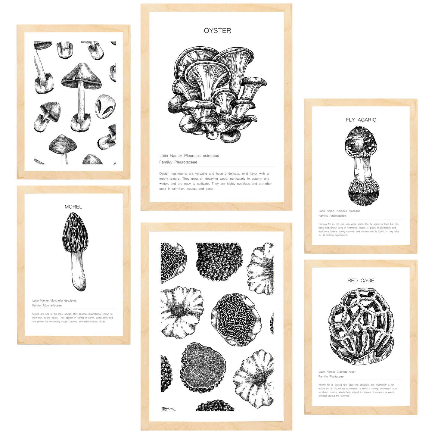 Composicion setas, ilustraciones