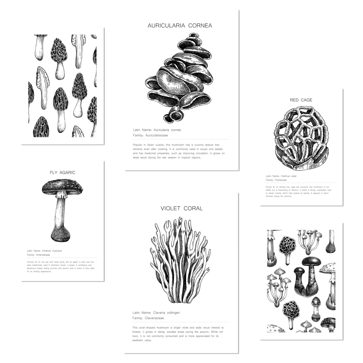 Composicion Hongos blanco y negro