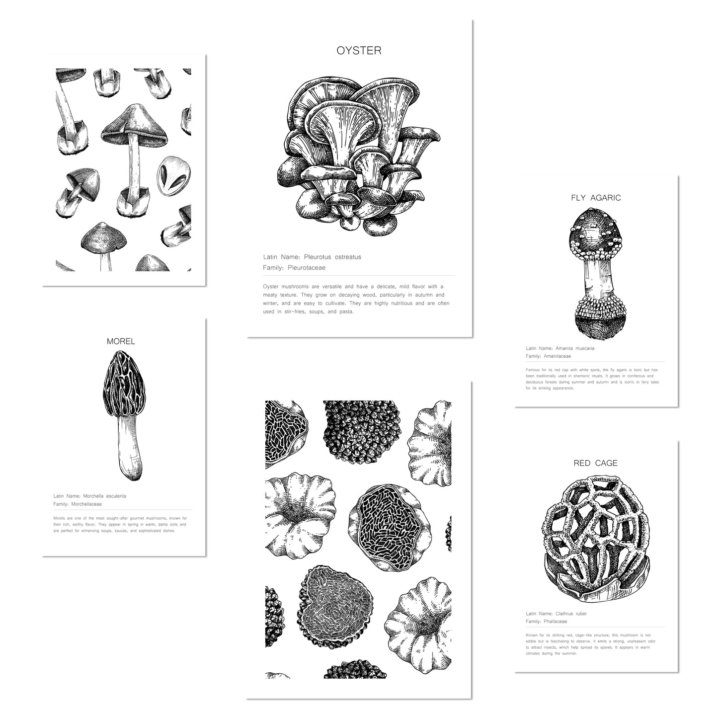 Composicion setas, ilustraciones
