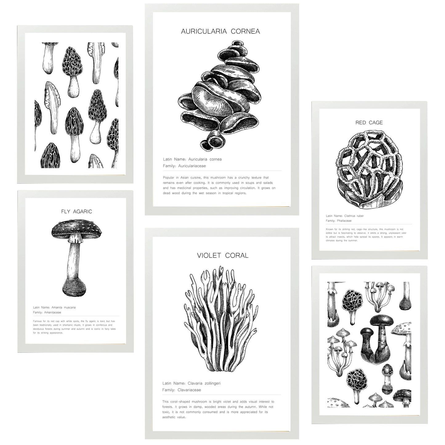 Composicion Hongos blanco y negro