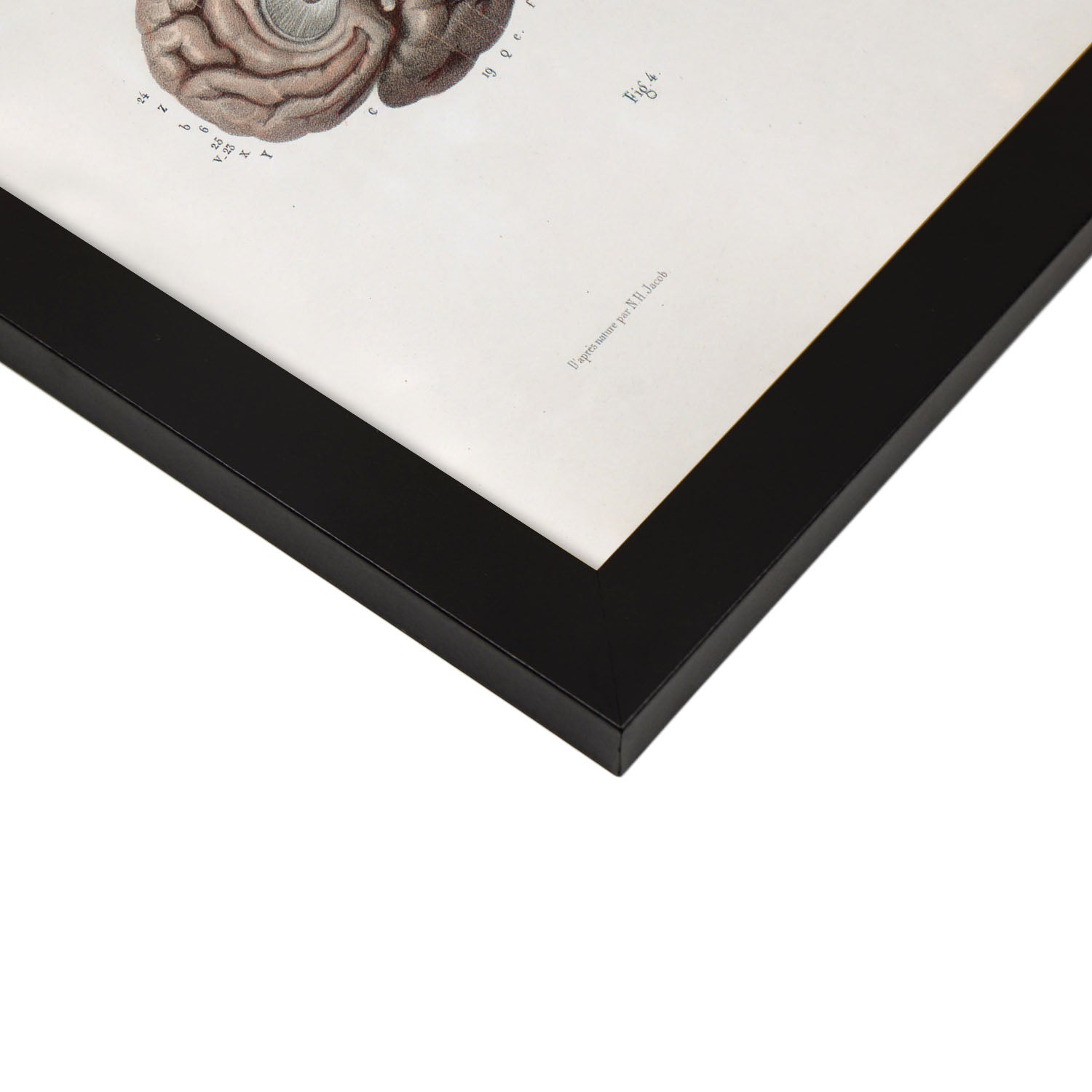 Brain-Artwork-Nacnic-Nacnic Estudio SL