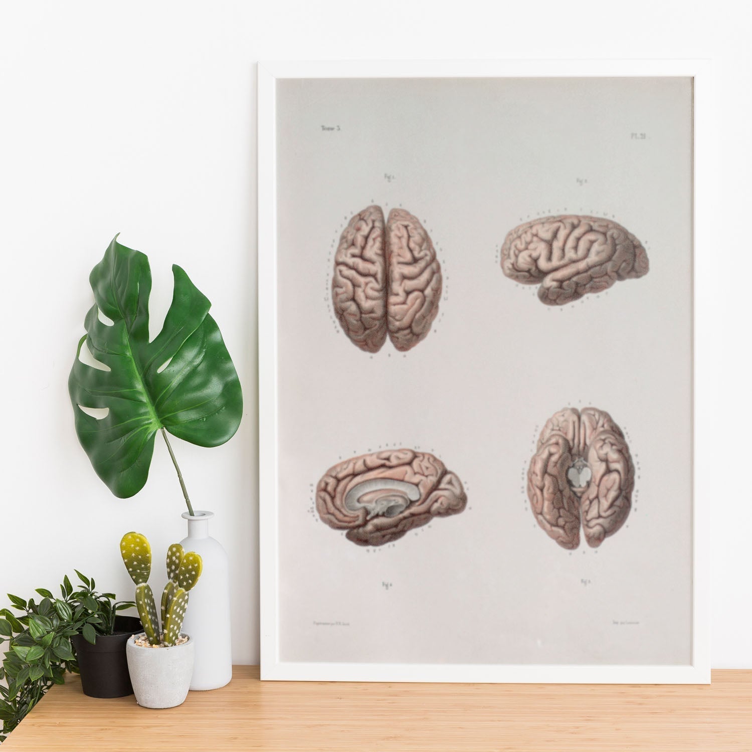 Brain-Artwork-Nacnic-Nacnic Estudio SL