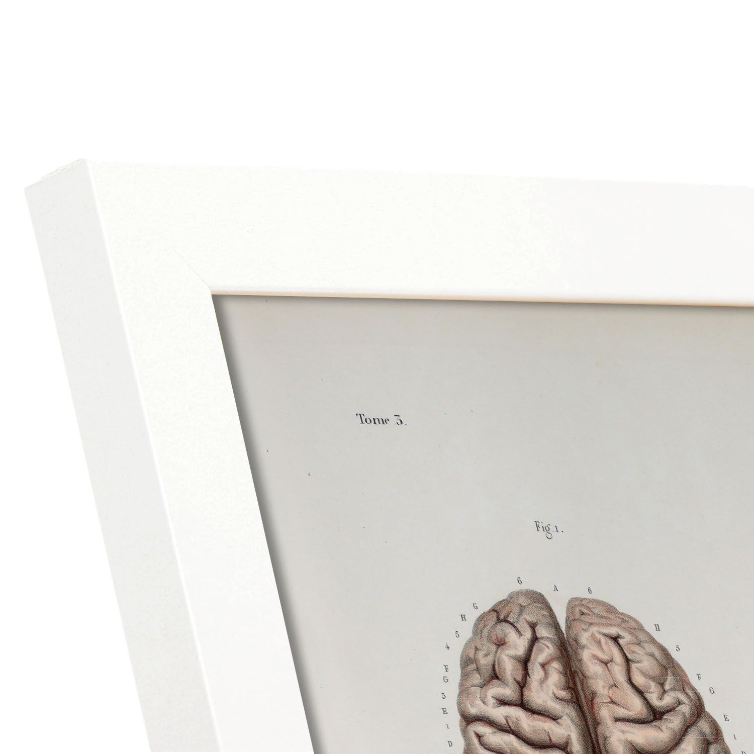 Brain-Artwork-Nacnic-Nacnic Estudio SL