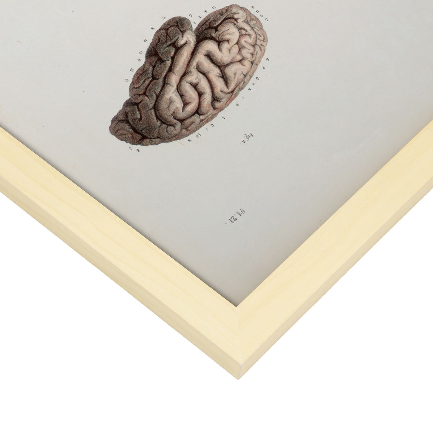 Brain-Artwork-Nacnic-Nacnic Estudio SL