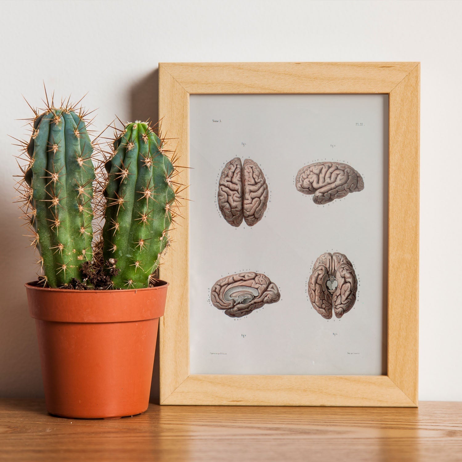 Brain-Artwork-Nacnic-Nacnic Estudio SL