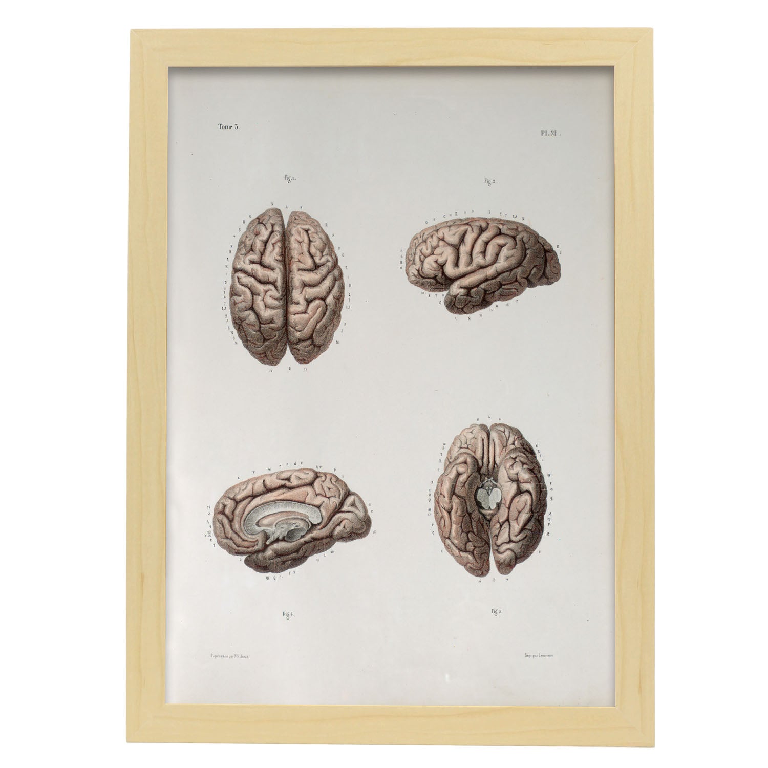 Brain-Artwork-Nacnic-A3-Marco Madera clara-Nacnic Estudio SL