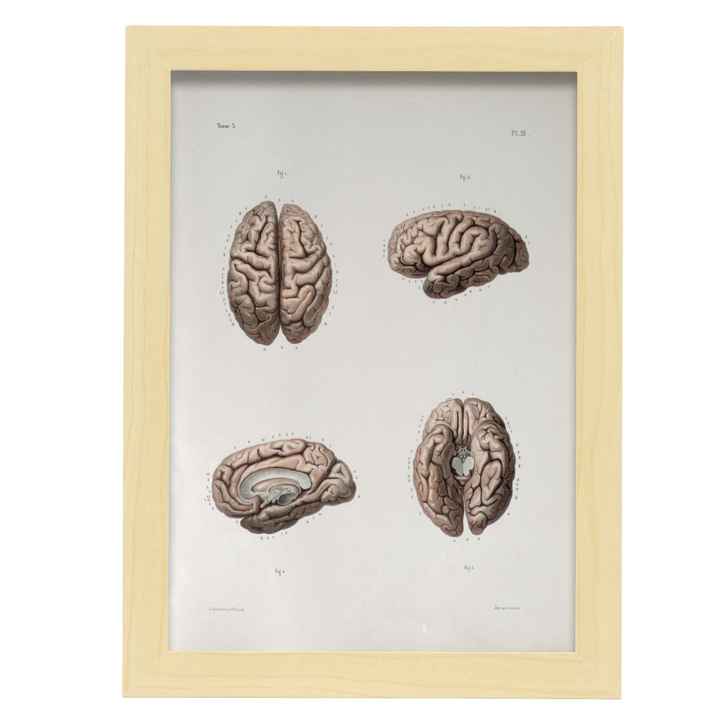 Brain-Artwork-Nacnic-A4-Marco Madera clara-Nacnic Estudio SL