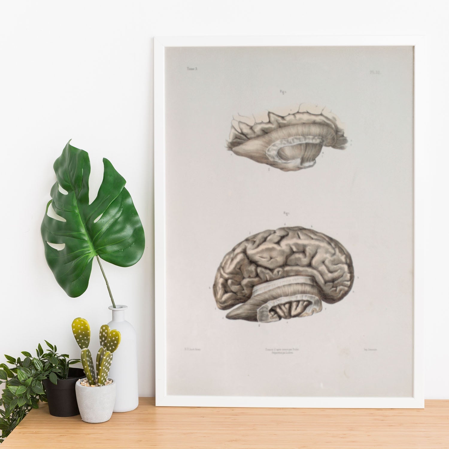 Brain divided in parasagital section-Artwork-Nacnic-Nacnic Estudio SL