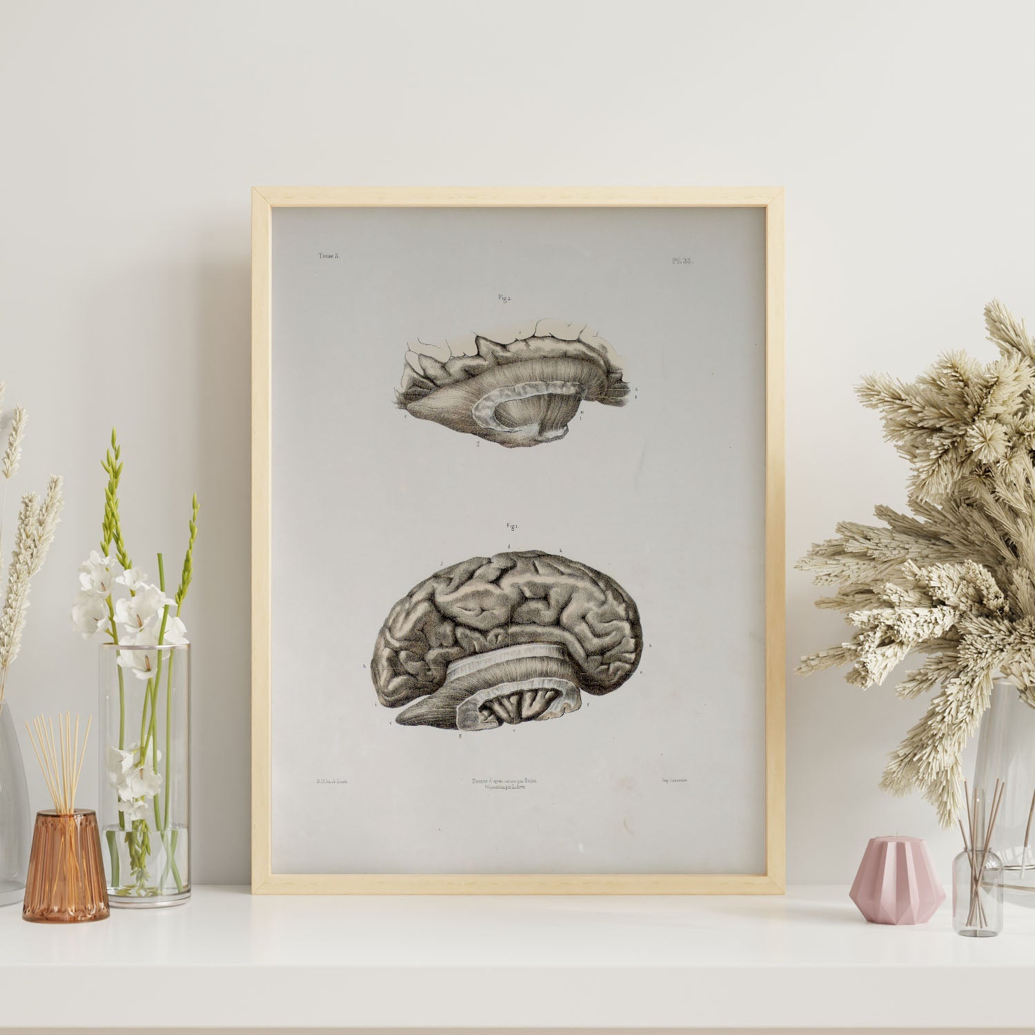 Brain divided in parasagital section-Artwork-Nacnic-Nacnic Estudio SL