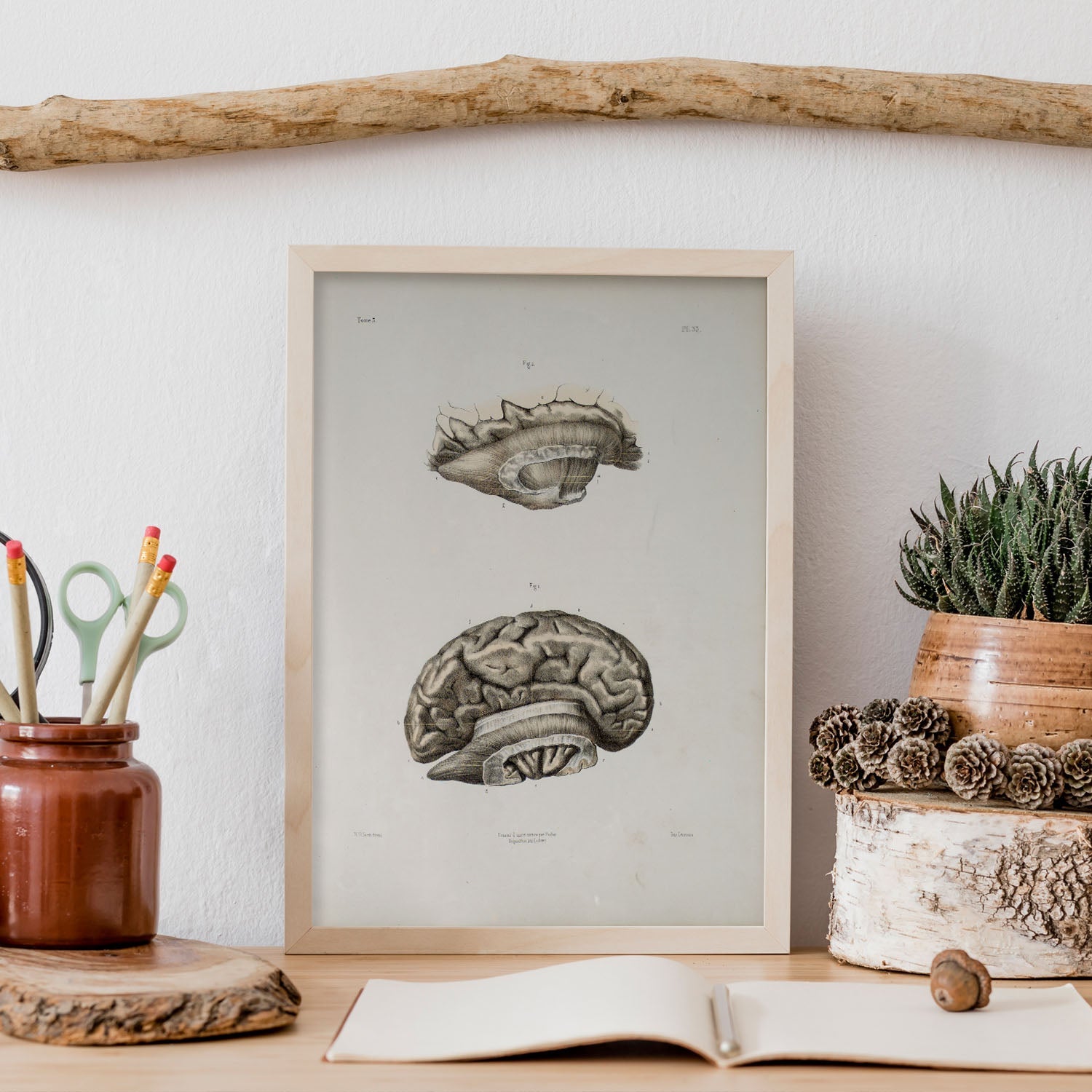 Brain divided in parasagital section-Artwork-Nacnic-Nacnic Estudio SL