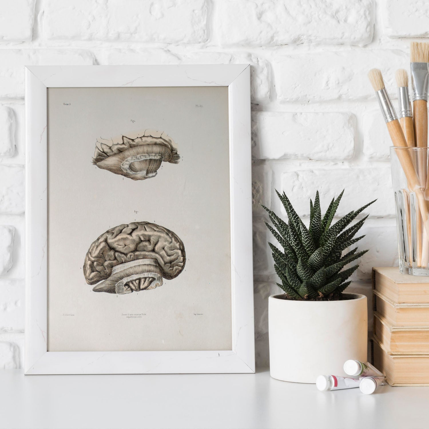 Brain divided in parasagital section-Artwork-Nacnic-Nacnic Estudio SL