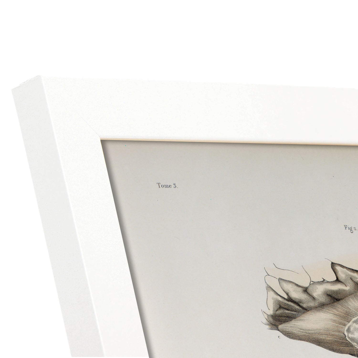 Brain divided in parasagital section-Artwork-Nacnic-Nacnic Estudio SL