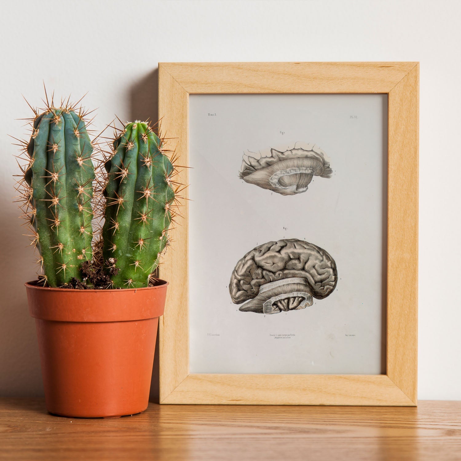 Brain divided in parasagital section-Artwork-Nacnic-Nacnic Estudio SL