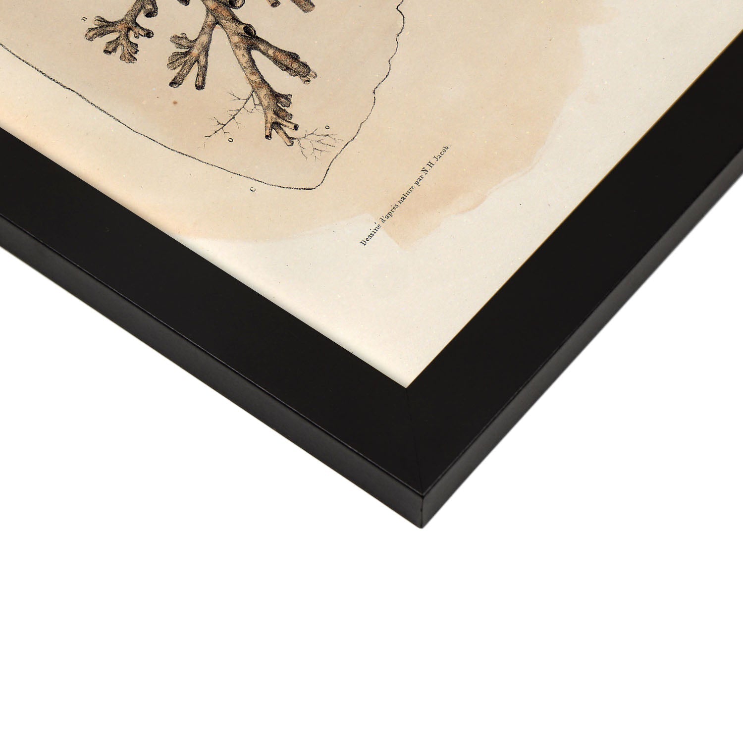 Bronchi, trachea, laryngeal cartilages-Artwork-Nacnic-Nacnic Estudio SL