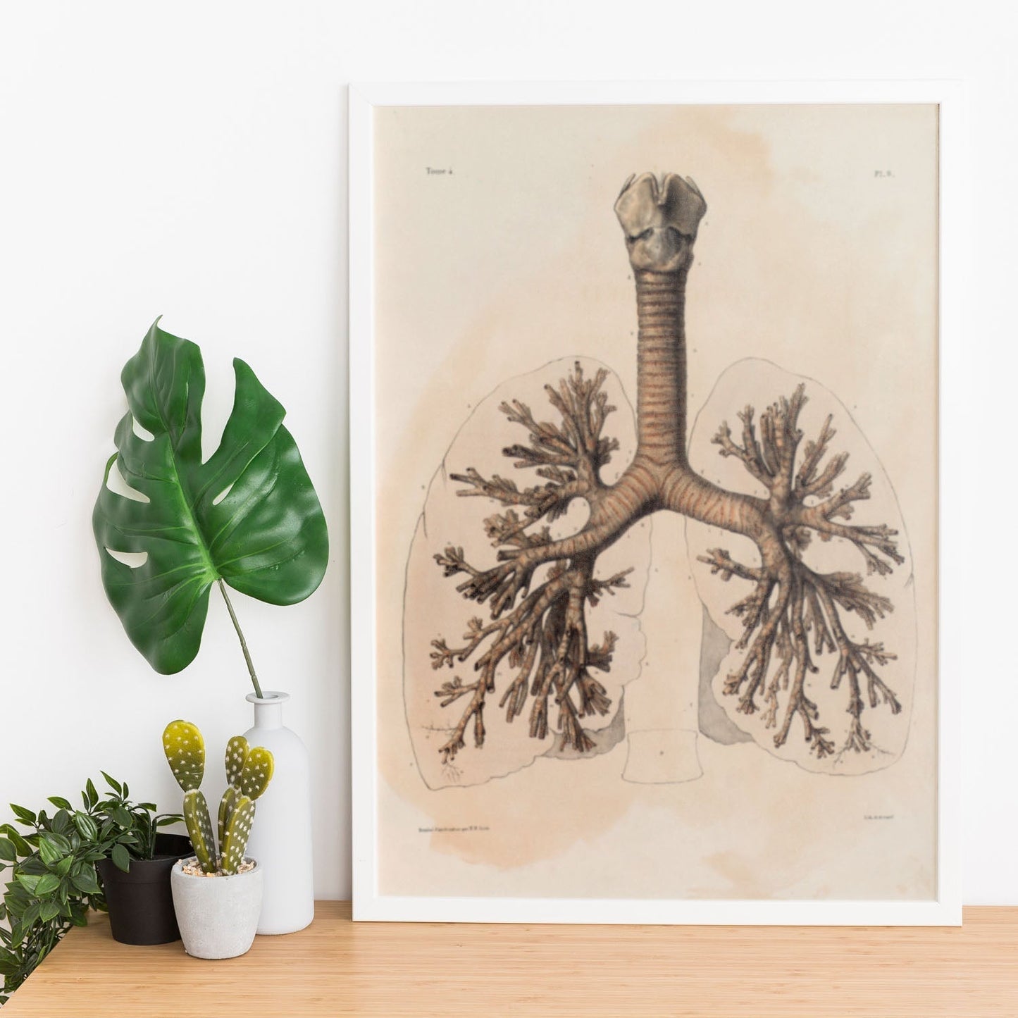 Bronchi, trachea, laryngeal cartilages-Artwork-Nacnic-Nacnic Estudio SL