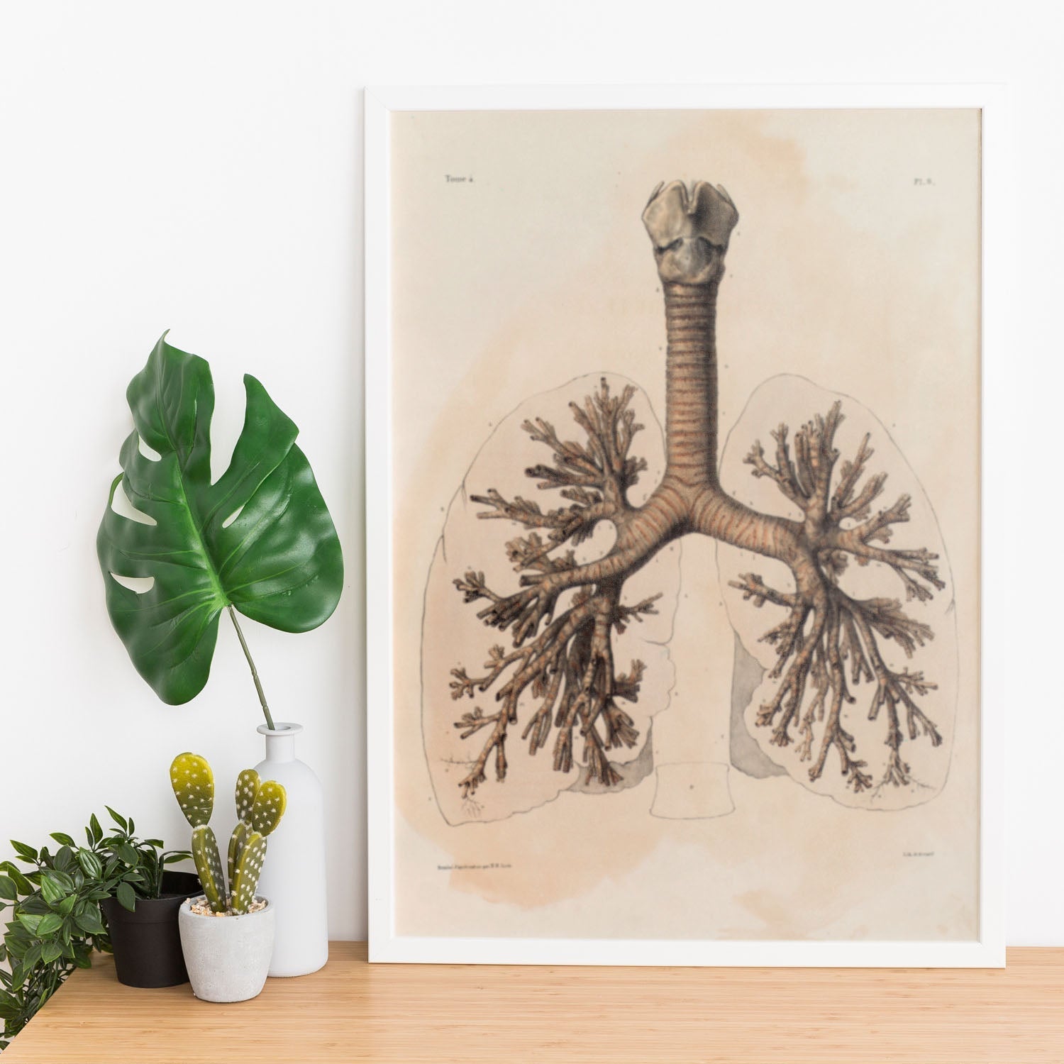 Bronchi, trachea, laryngeal cartilages-Artwork-Nacnic-Nacnic Estudio SL