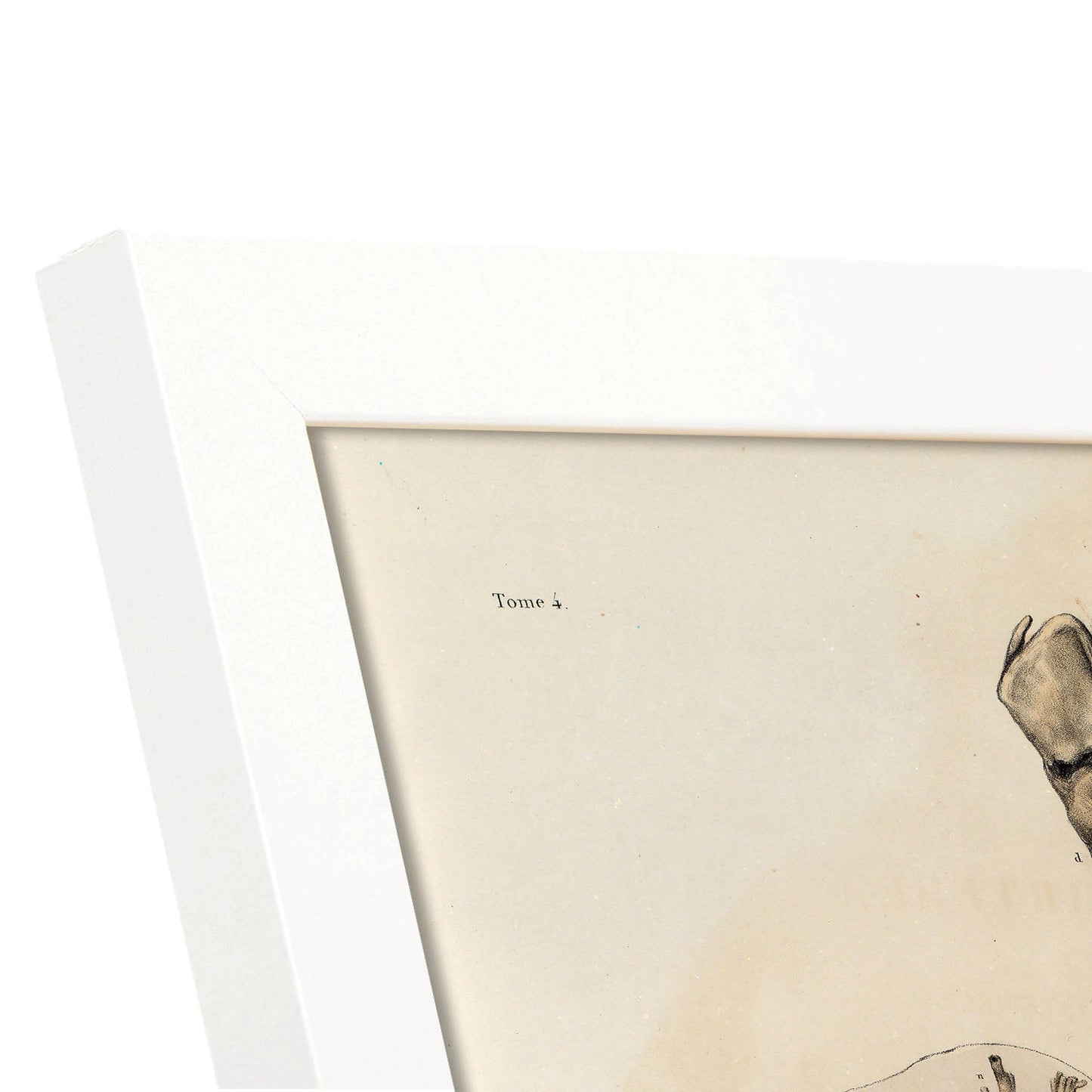 Bronchi, trachea, laryngeal cartilages-Artwork-Nacnic-Nacnic Estudio SL