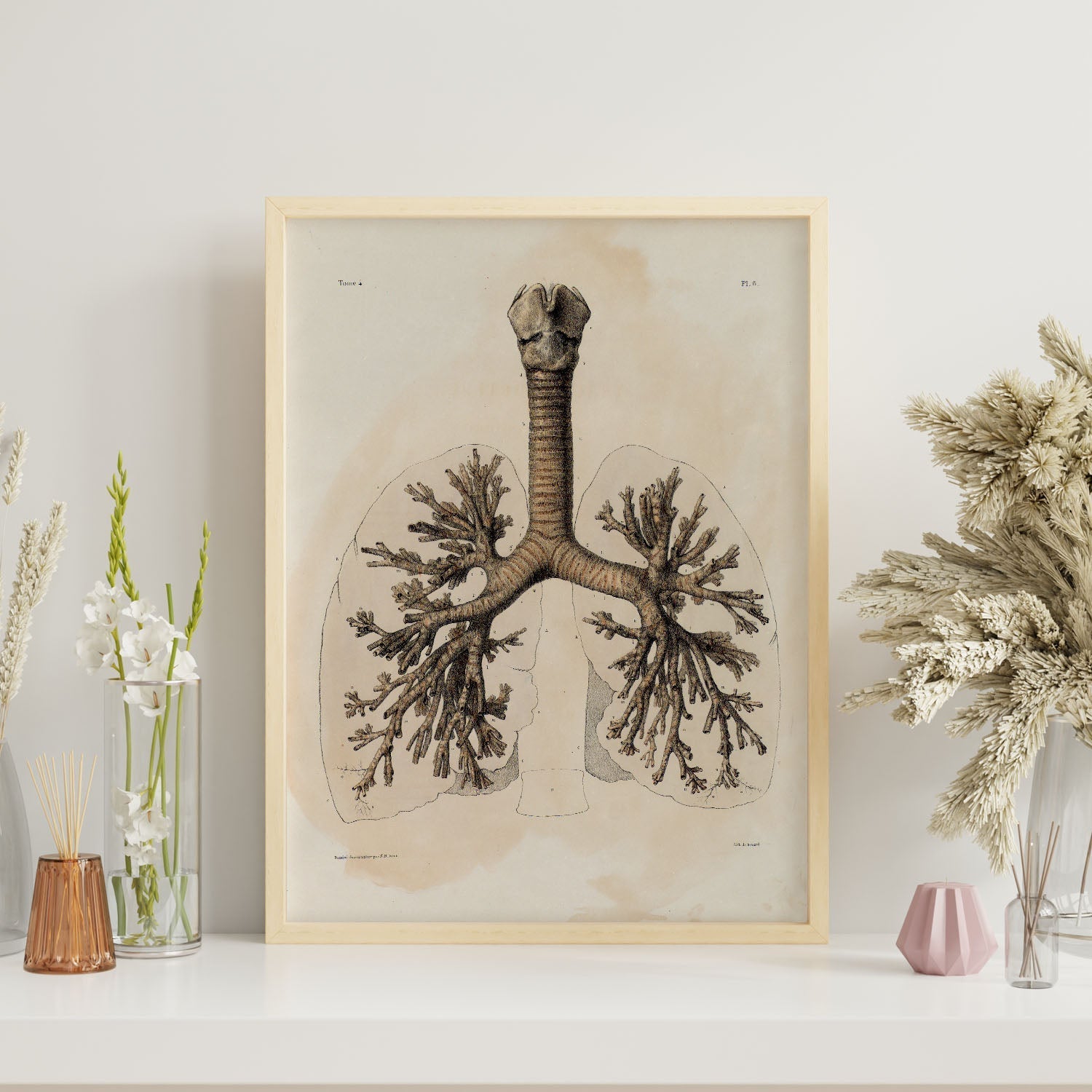 Bronchi, trachea, laryngeal cartilages-Artwork-Nacnic-Nacnic Estudio SL