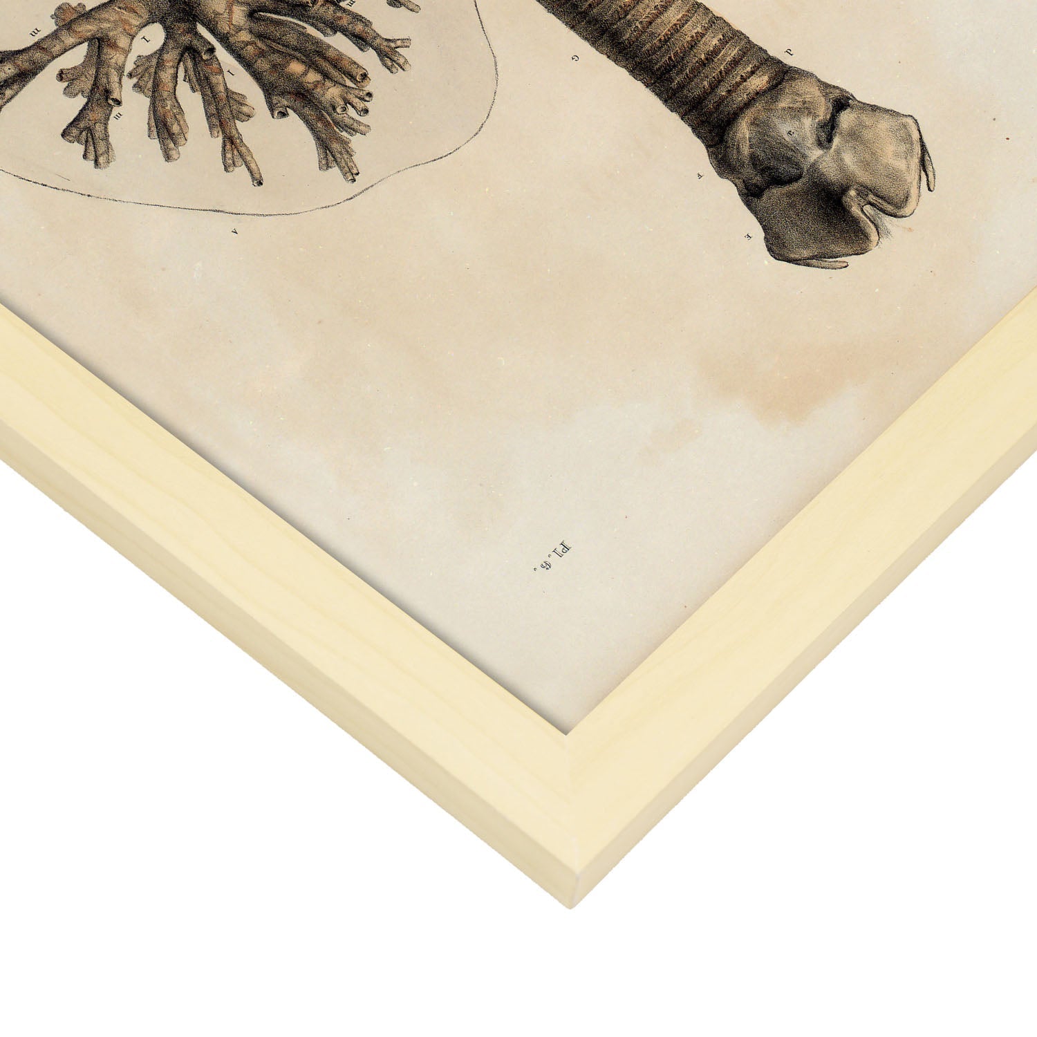 Bronchi, trachea, laryngeal cartilages-Artwork-Nacnic-Nacnic Estudio SL