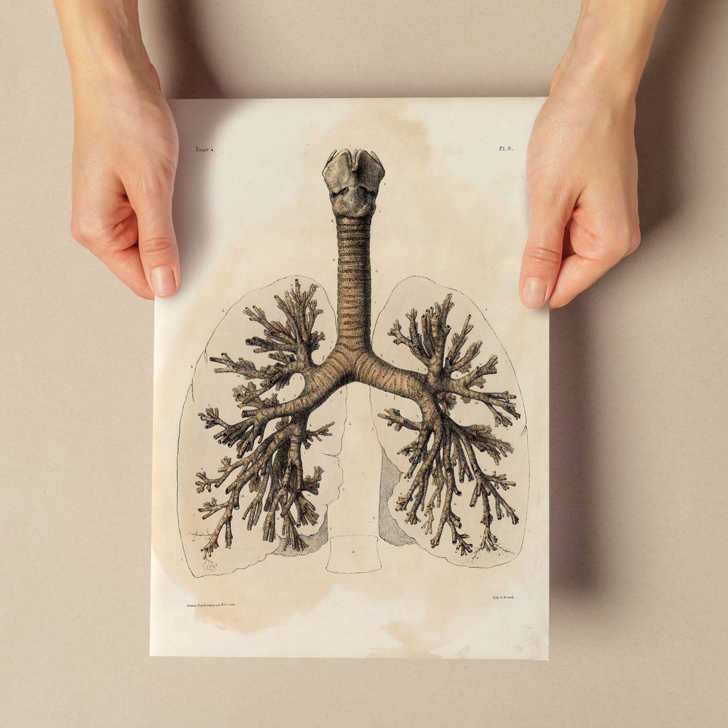 Bronchi, trachea, laryngeal cartilages-Artwork-Nacnic-Nacnic Estudio SL